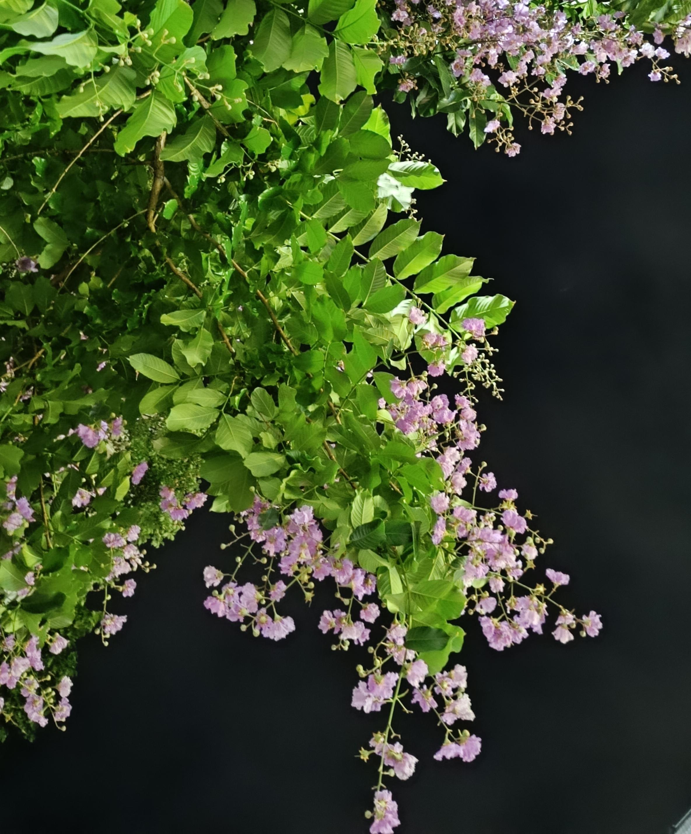 青玉案•元夕辛弃疾〔宋代〕东风夜放花千树