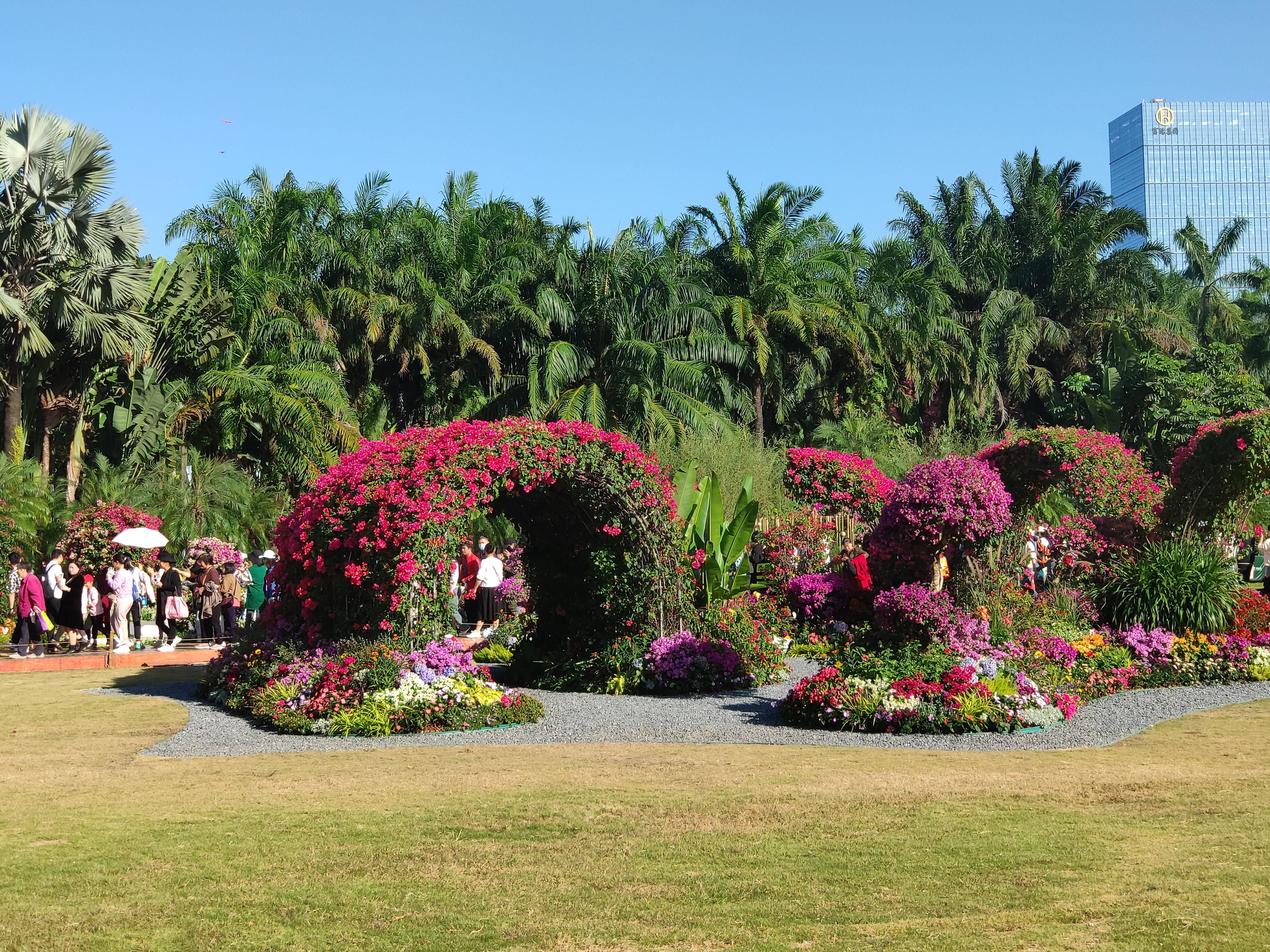 zj12345 的想法: 深圳市花 三角梅 | 94拍摄时间:2023年11月 br>