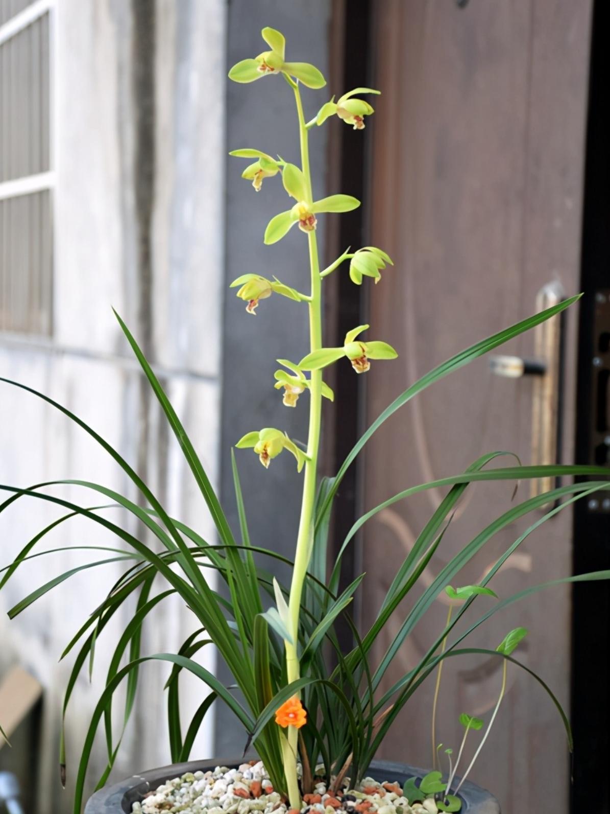 写植物 的想法: 兰花:蕙兰大一品开品欣赏 |  a class="hash_tag"