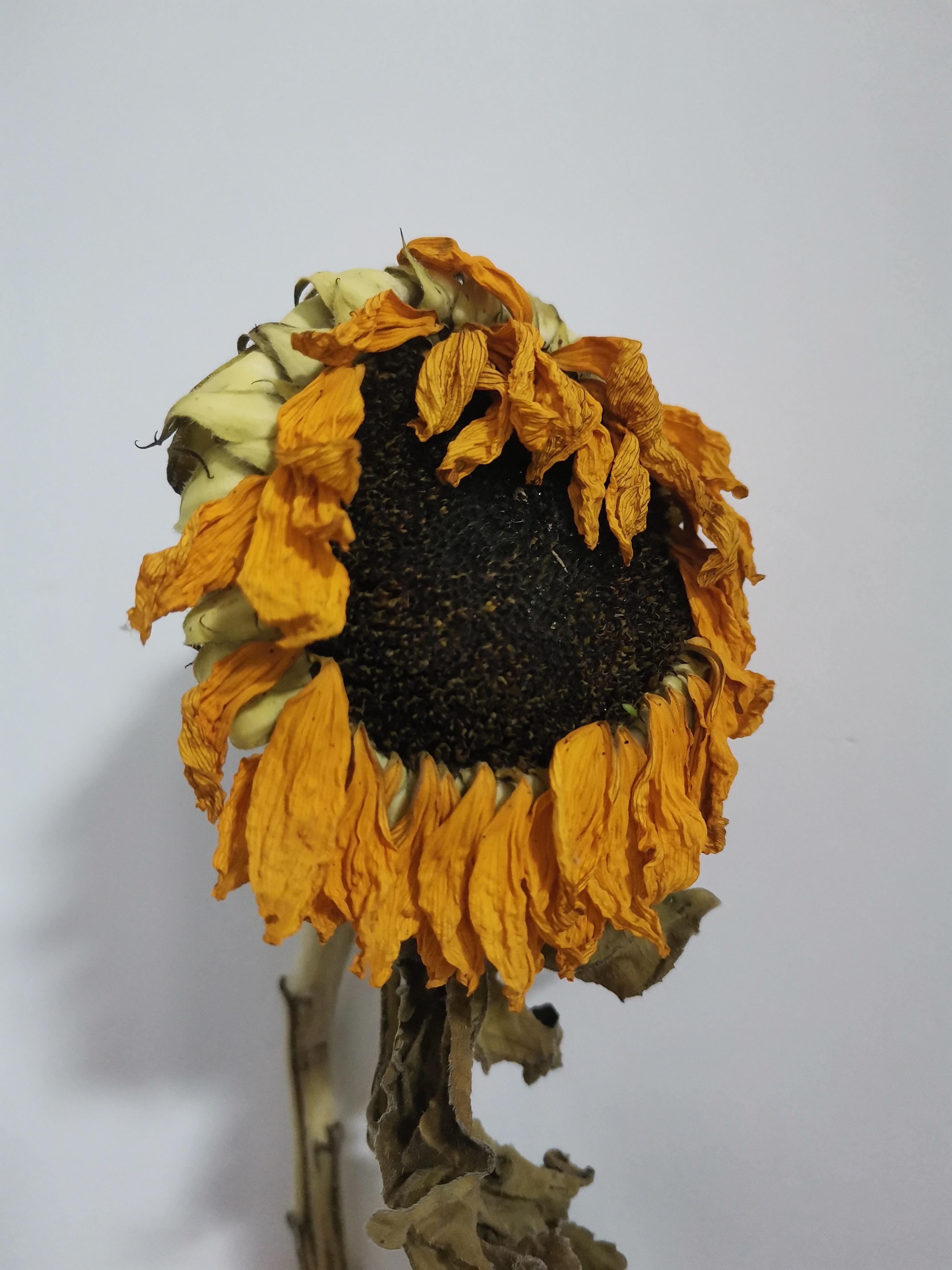 左猩猩 的想法: 向日葵睡了碳基生物表示有些许悲伤