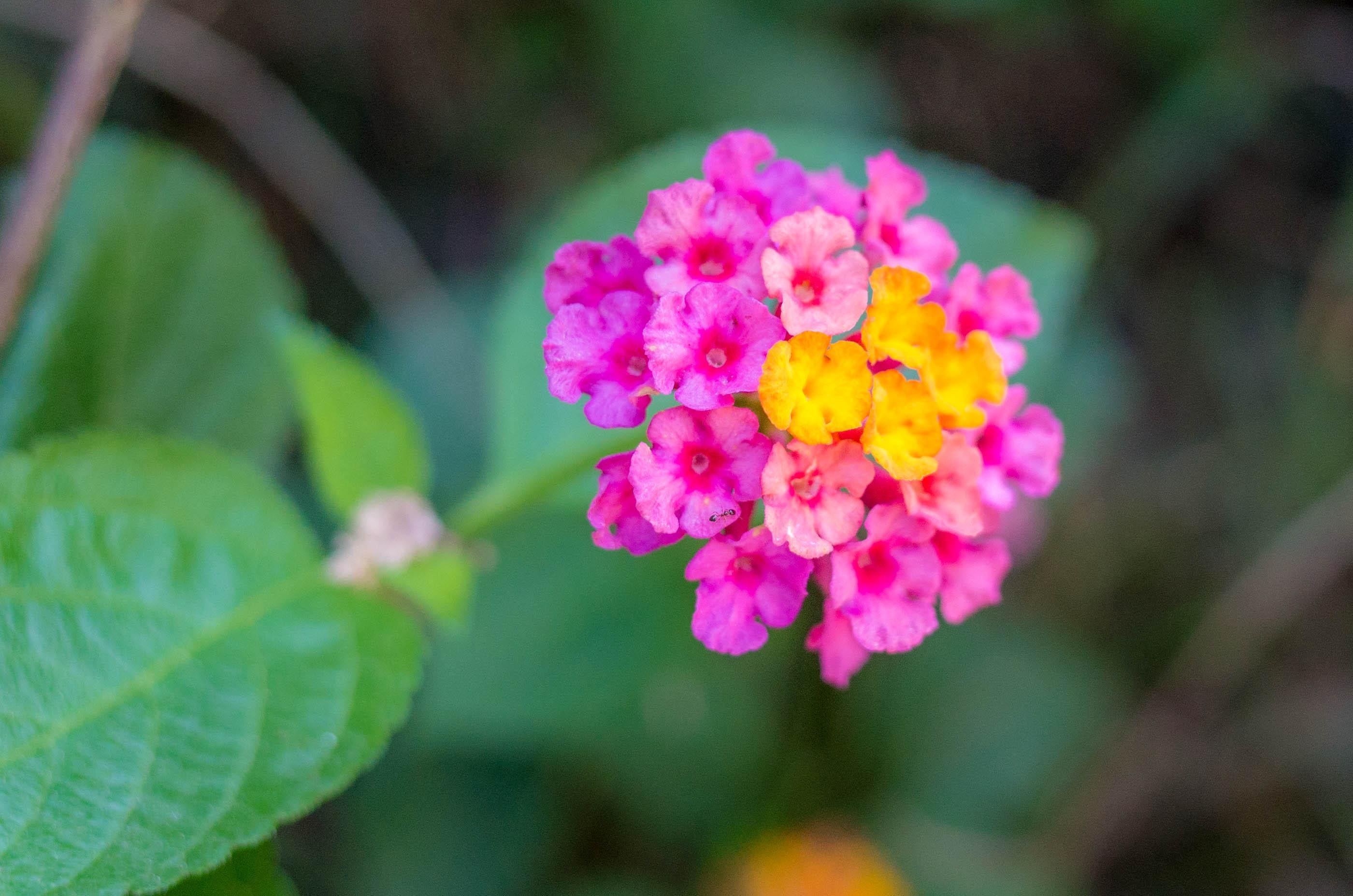 的想法: 今天是一种很有味道的花花