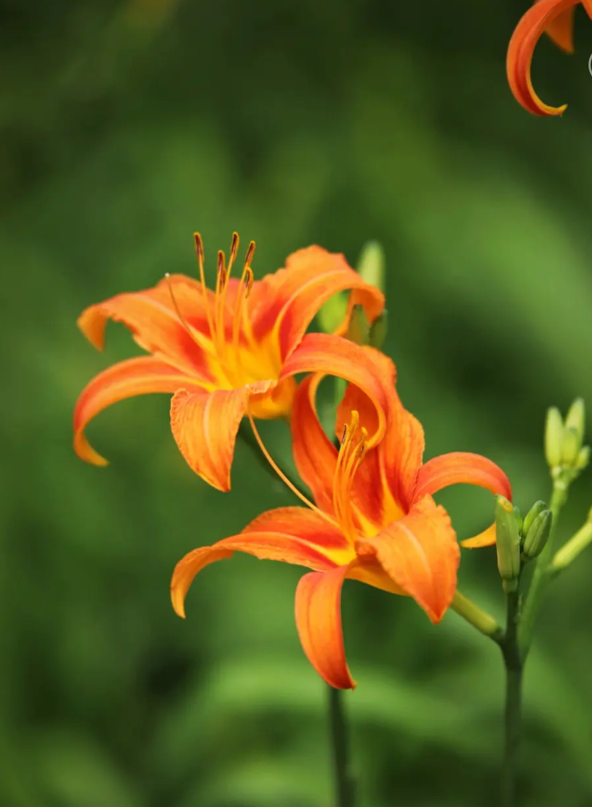 每日记录各地市花 省花