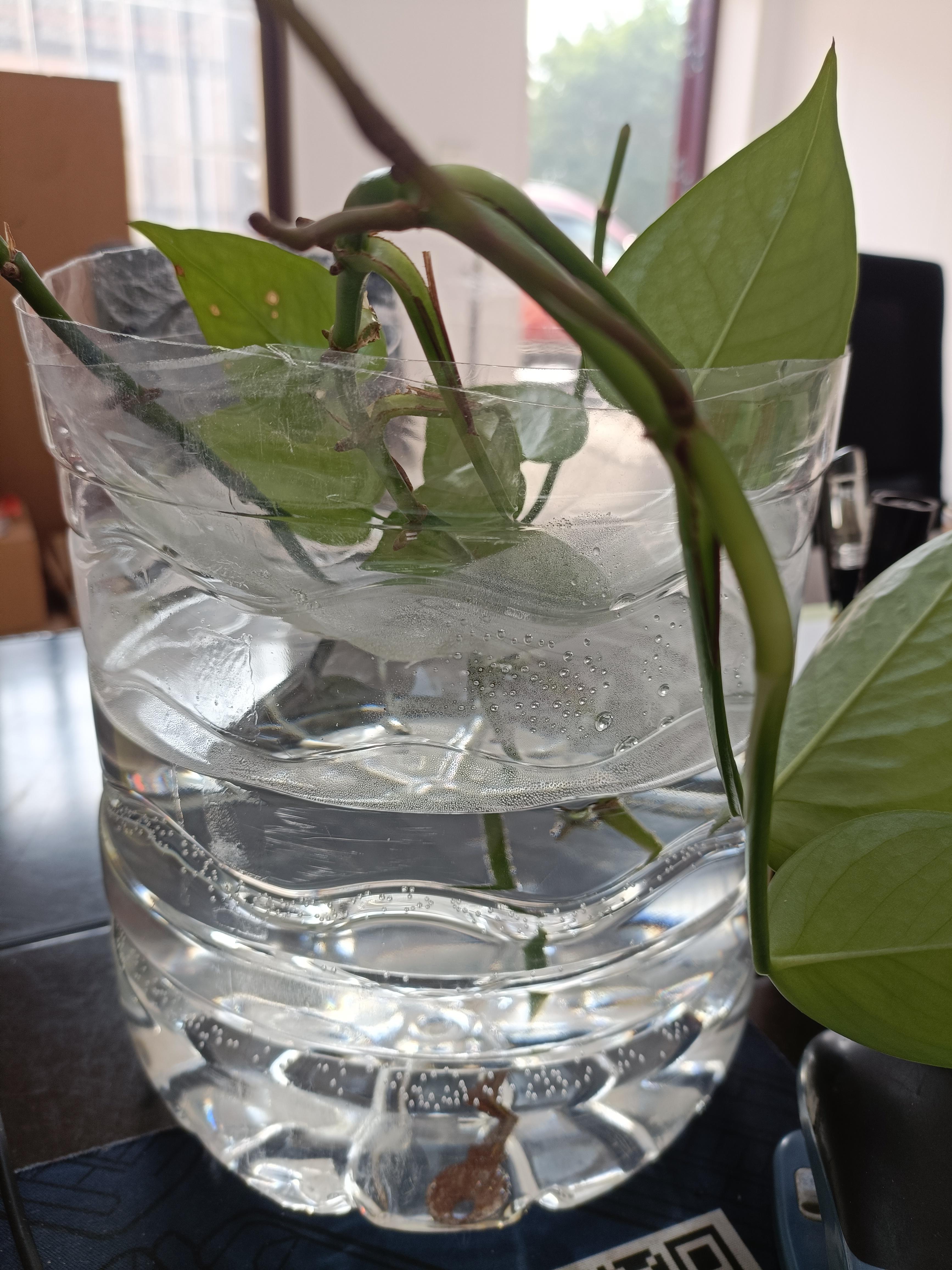 今天把办公室的一盆绿萝长的枝条剪下来,重新找了一个5升的矿泉税桶