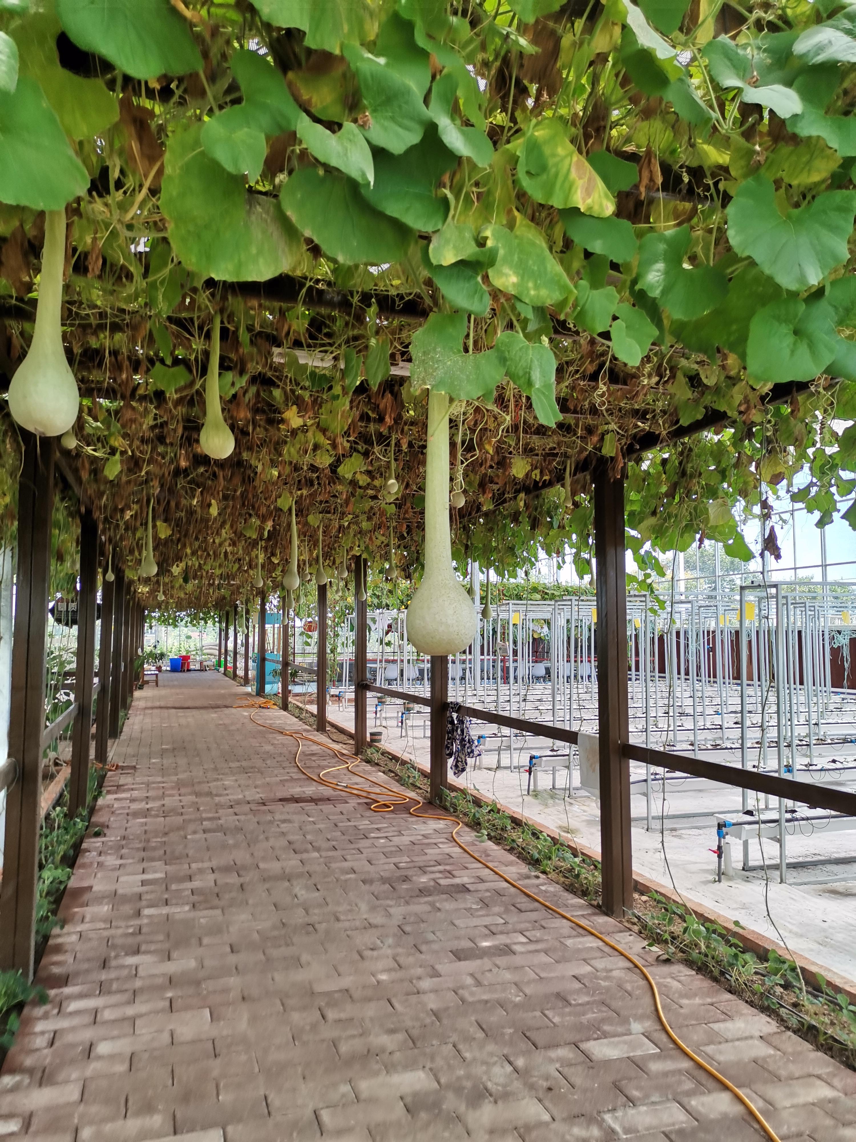 青玲珑 的想法: 看看这长葫芦,哈哈,不知道这种的吃起来好不好吃.