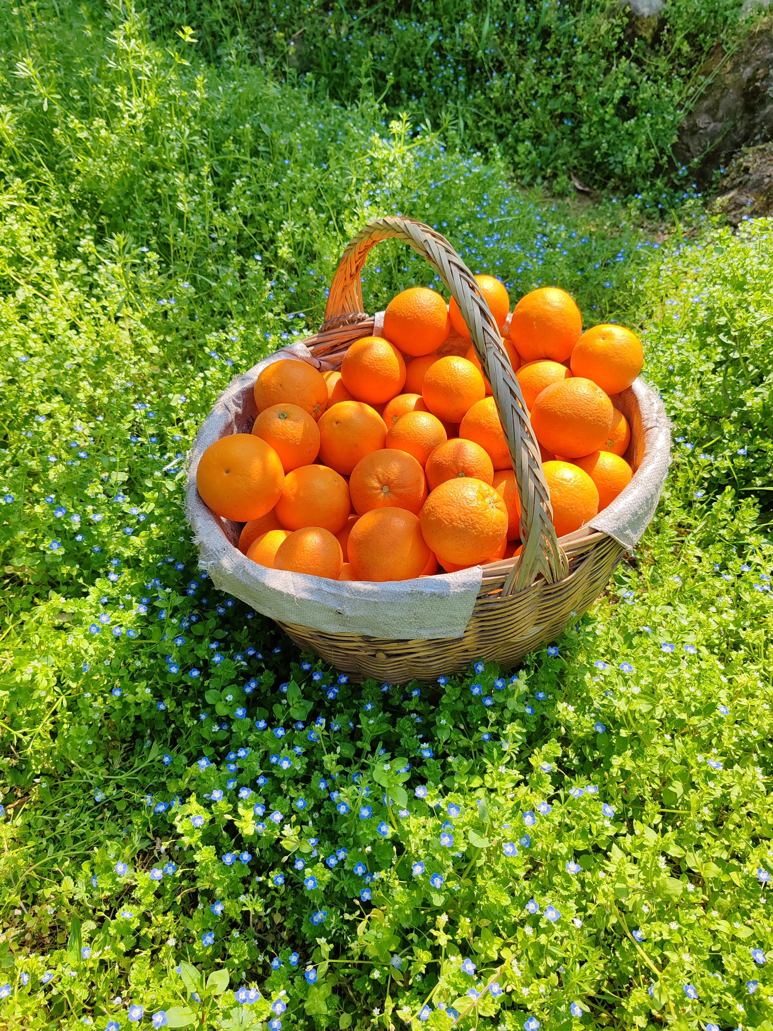 秭归橙子和水果 的想法  🍊采摘中