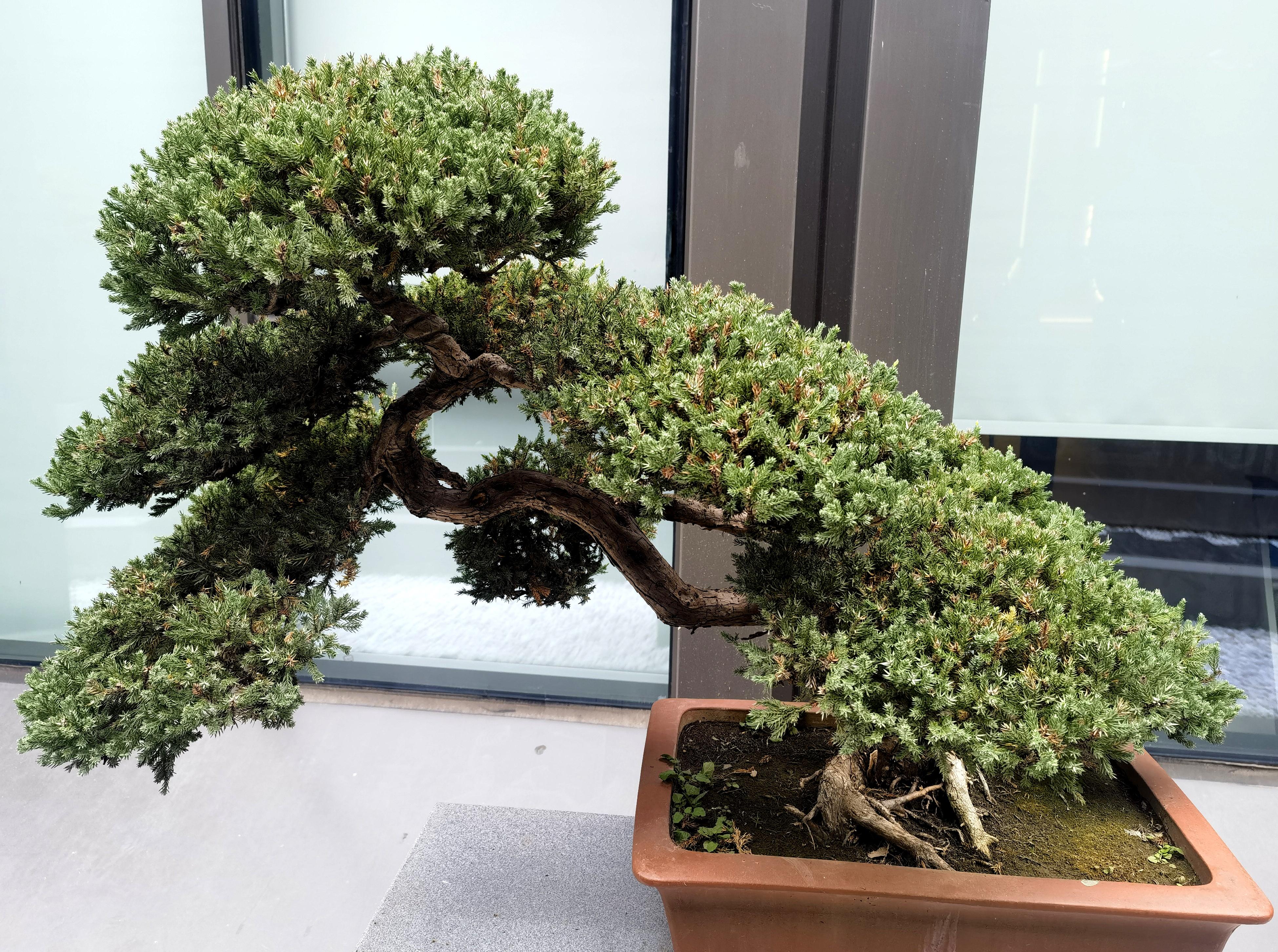 如派盆景以蟠扎为主,辅之以修剪,被全