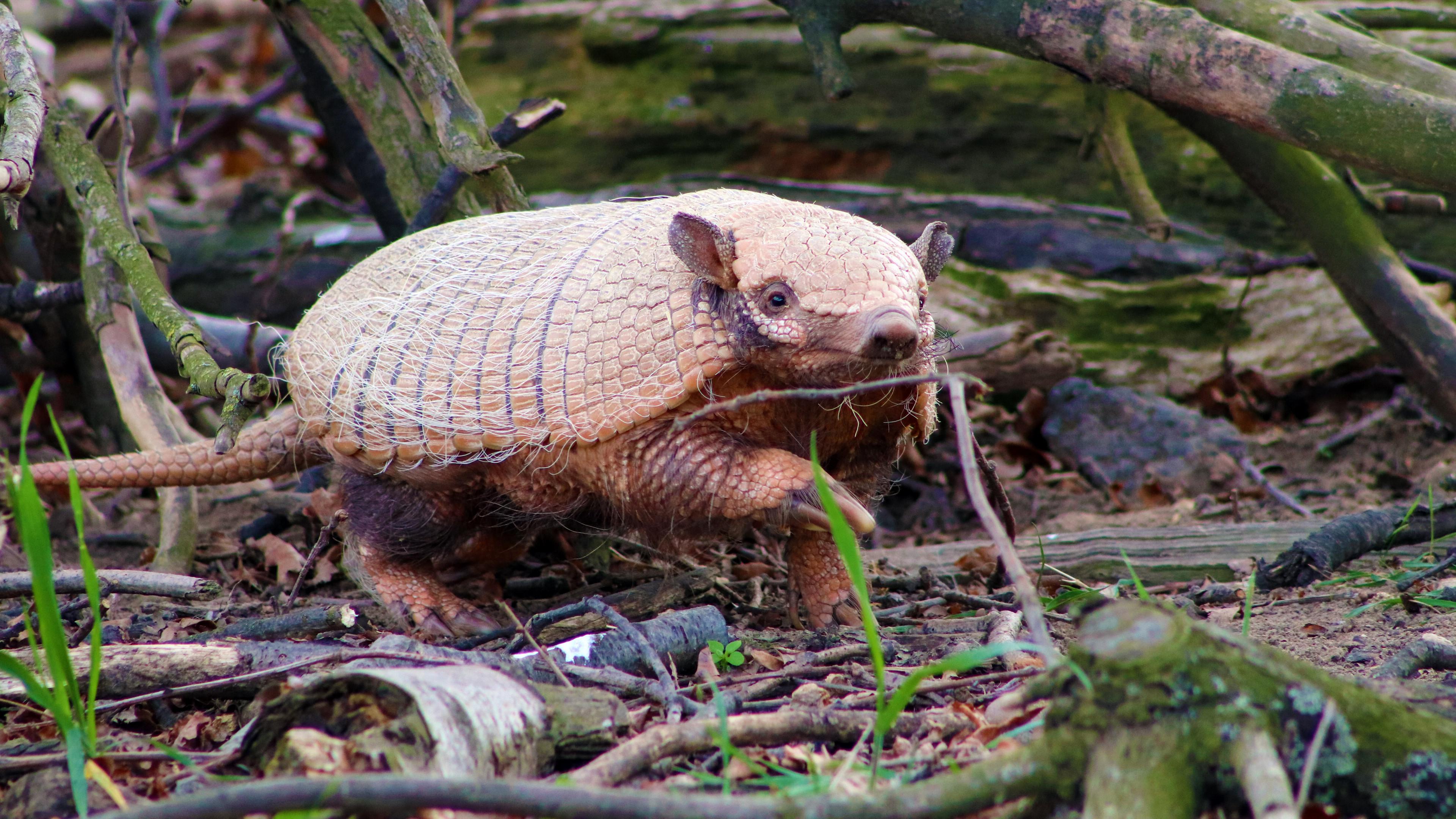 犰狳是一种非常古老的哺乳动物,已经存在了至少两亿年.