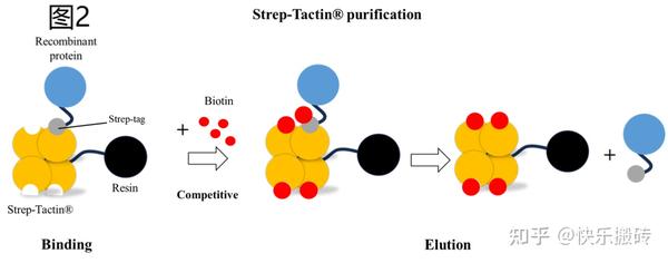 快乐搬砖 的想法: Strep和Streptavidin区别 | #知识分享 #蛋白纯化 #分子生物学 最近小编在做strep-biotin ...