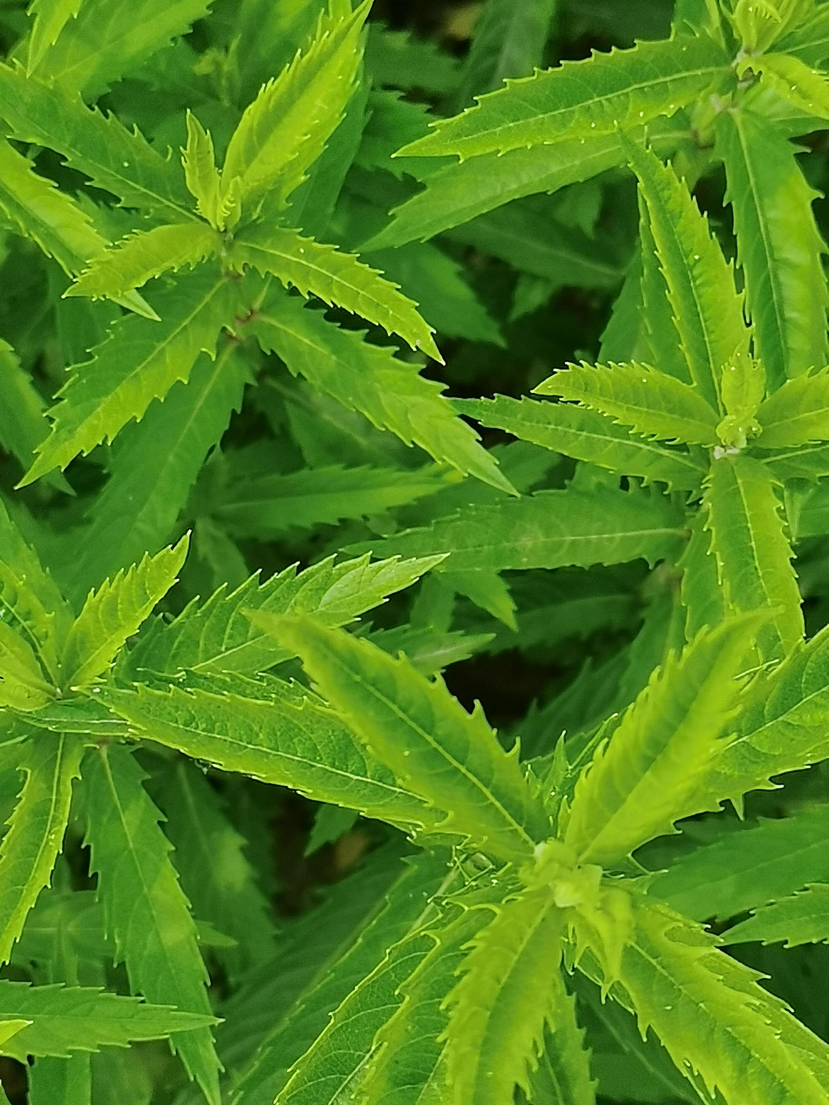 当断则断 的想法: 泽兰