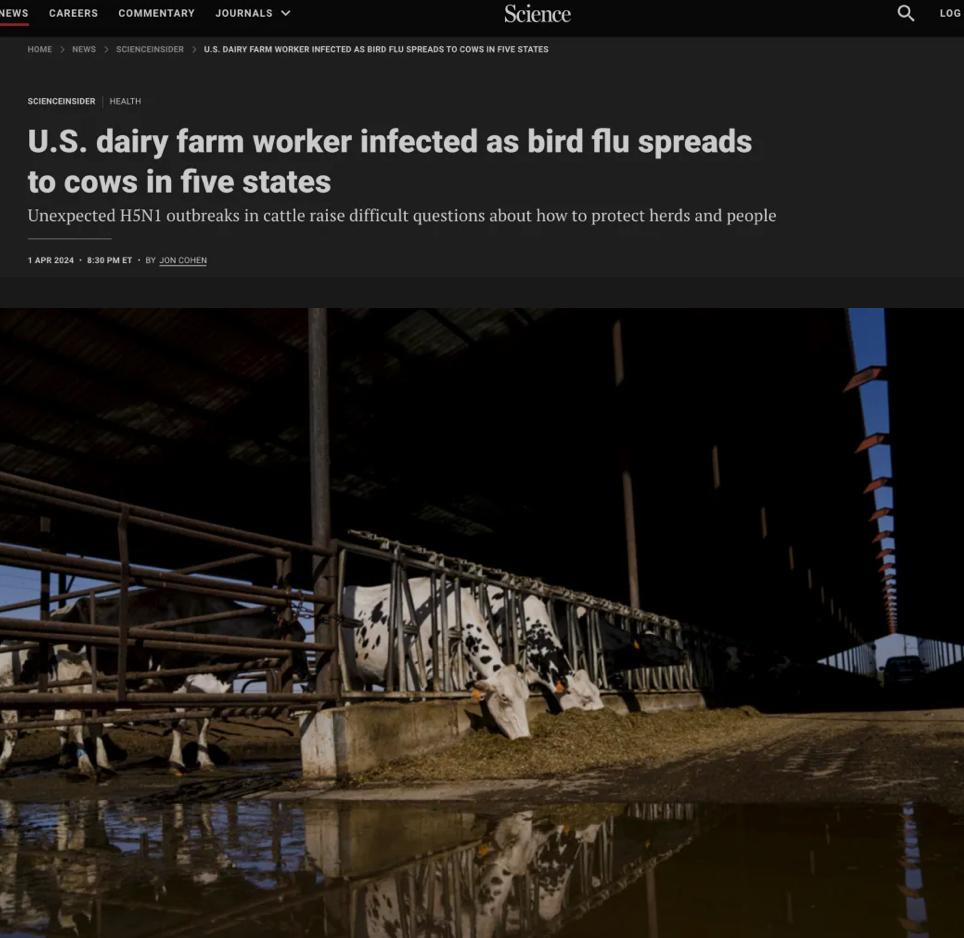 美国首次发现人通过奶牛感染禽流感专家警告如失控比新冠严重100倍