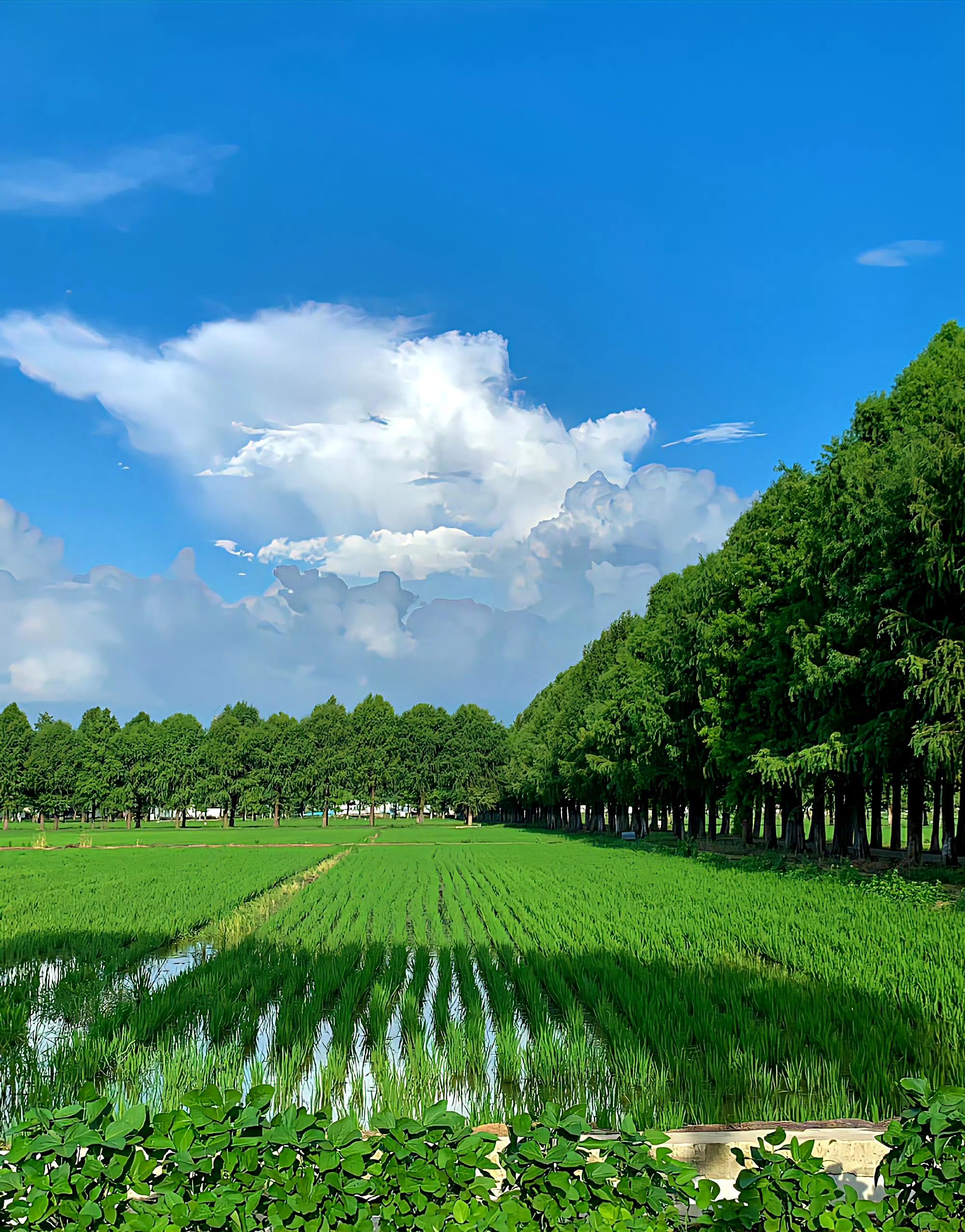 shaying 的想法  初夏的味道