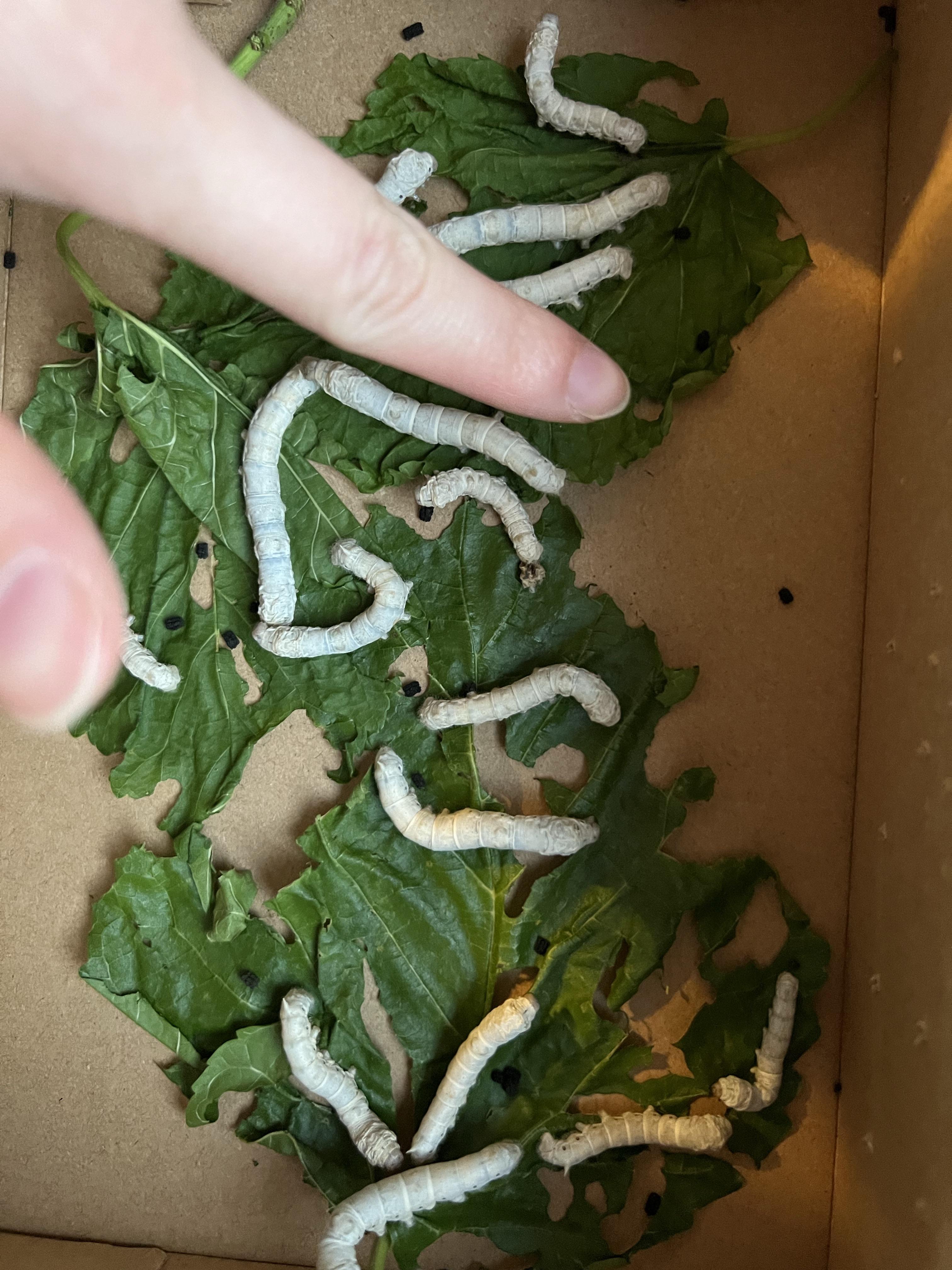 每个家长都逃不过帮孩子养蚕宝宝的命运98 br>完全不敢碰蚕宝宝