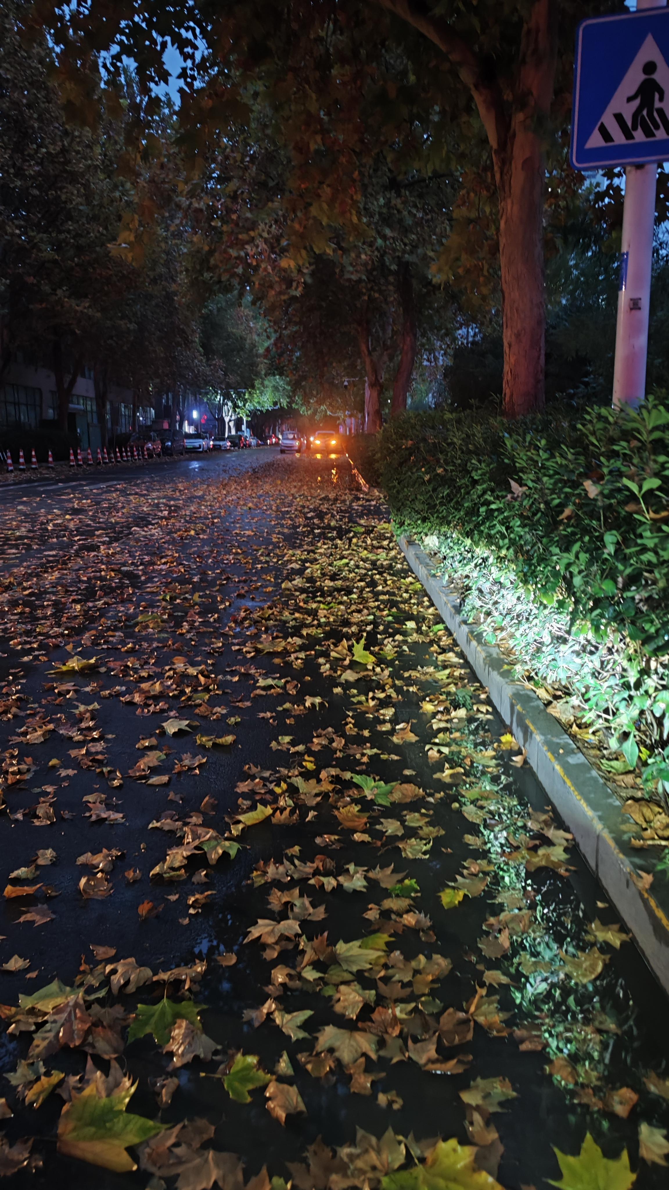 冬天真的来了见一叶落而知秋见满地落叶而知道冬天真的要来了略有伤感