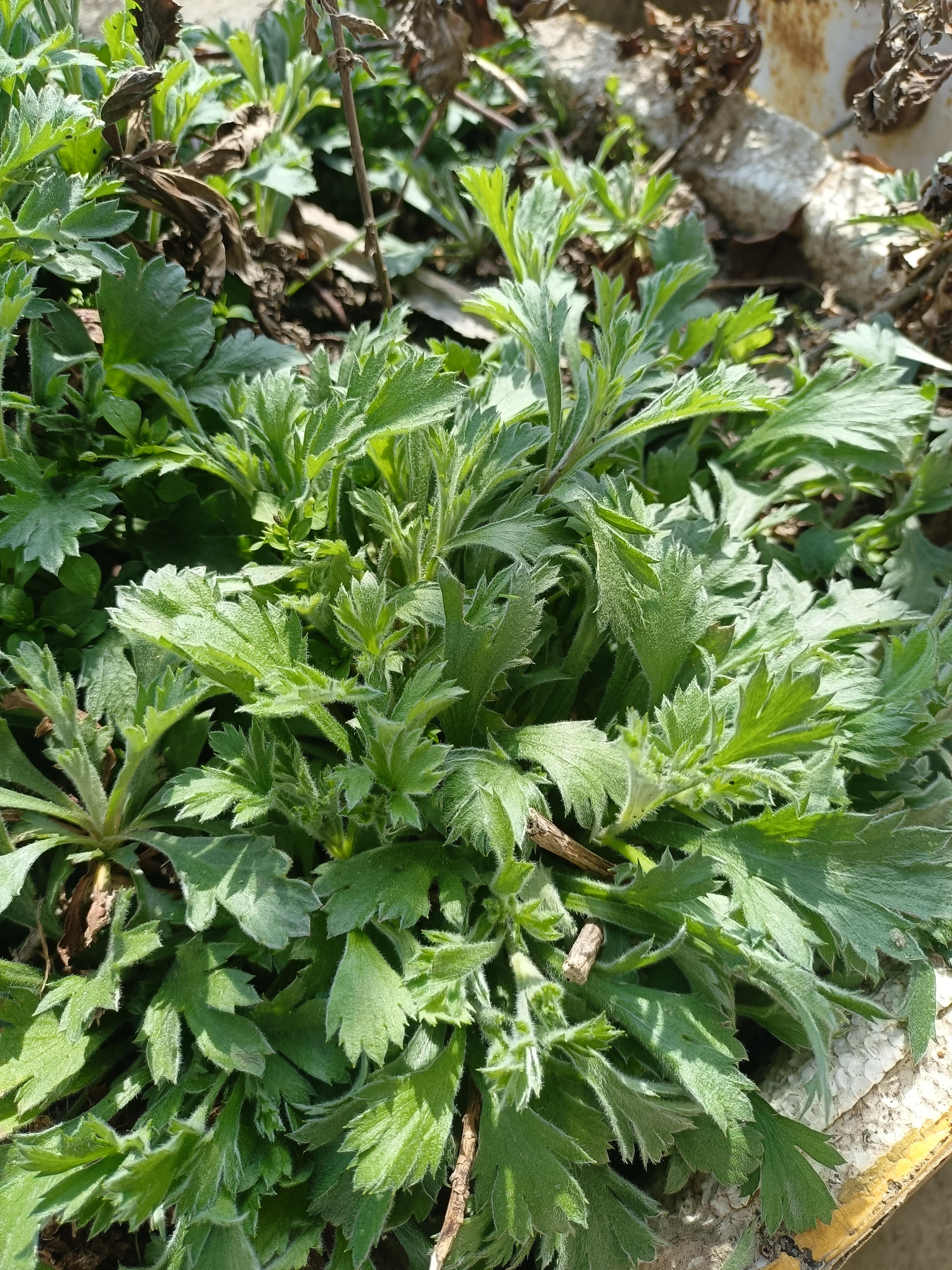 南枫 的想法: 蒿子粑粑你喜欢吃吗?