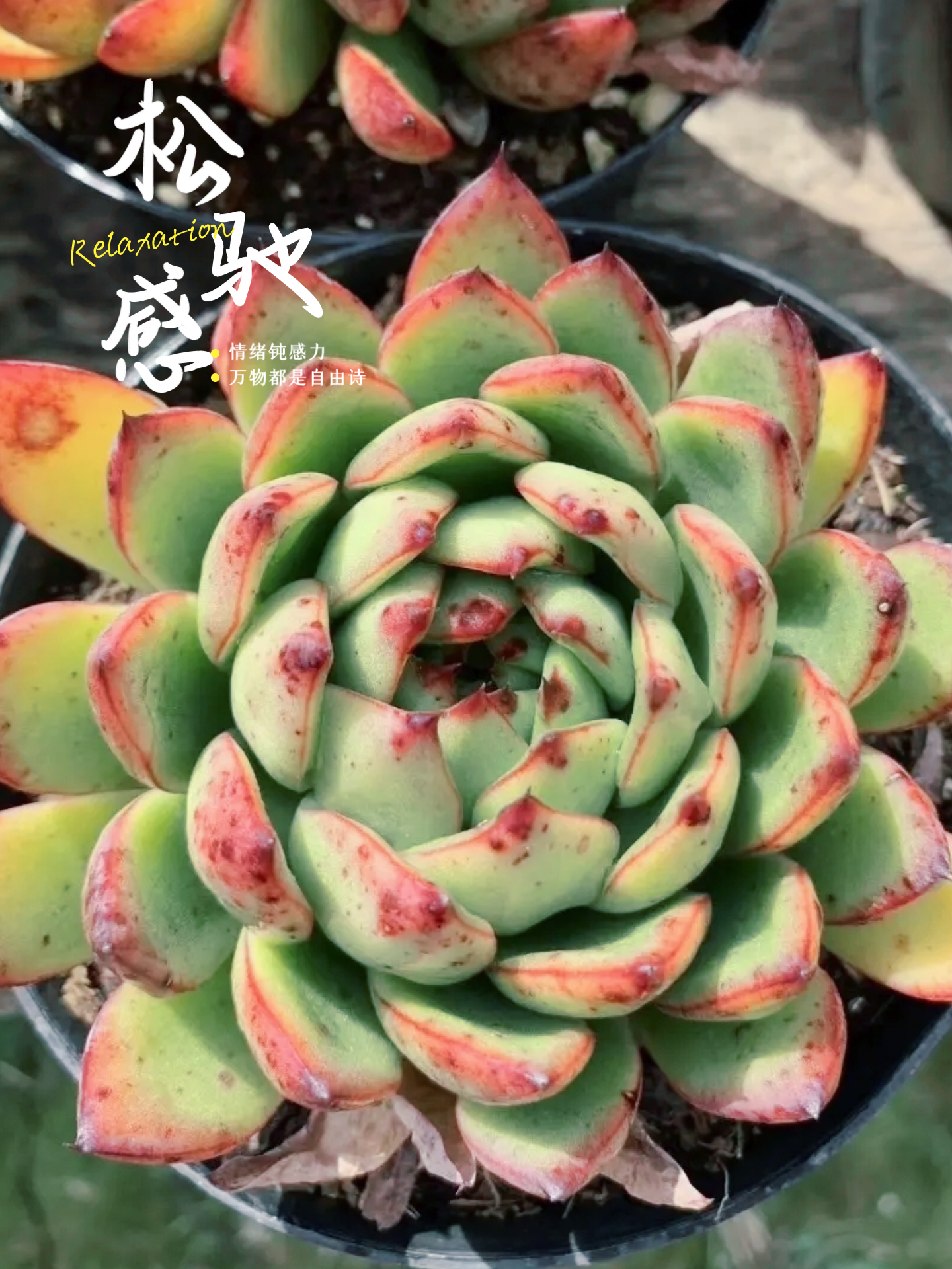 "东云系多肉"包括很多变种,圣诞东云是其中之一.圣诞冬云株型状态受