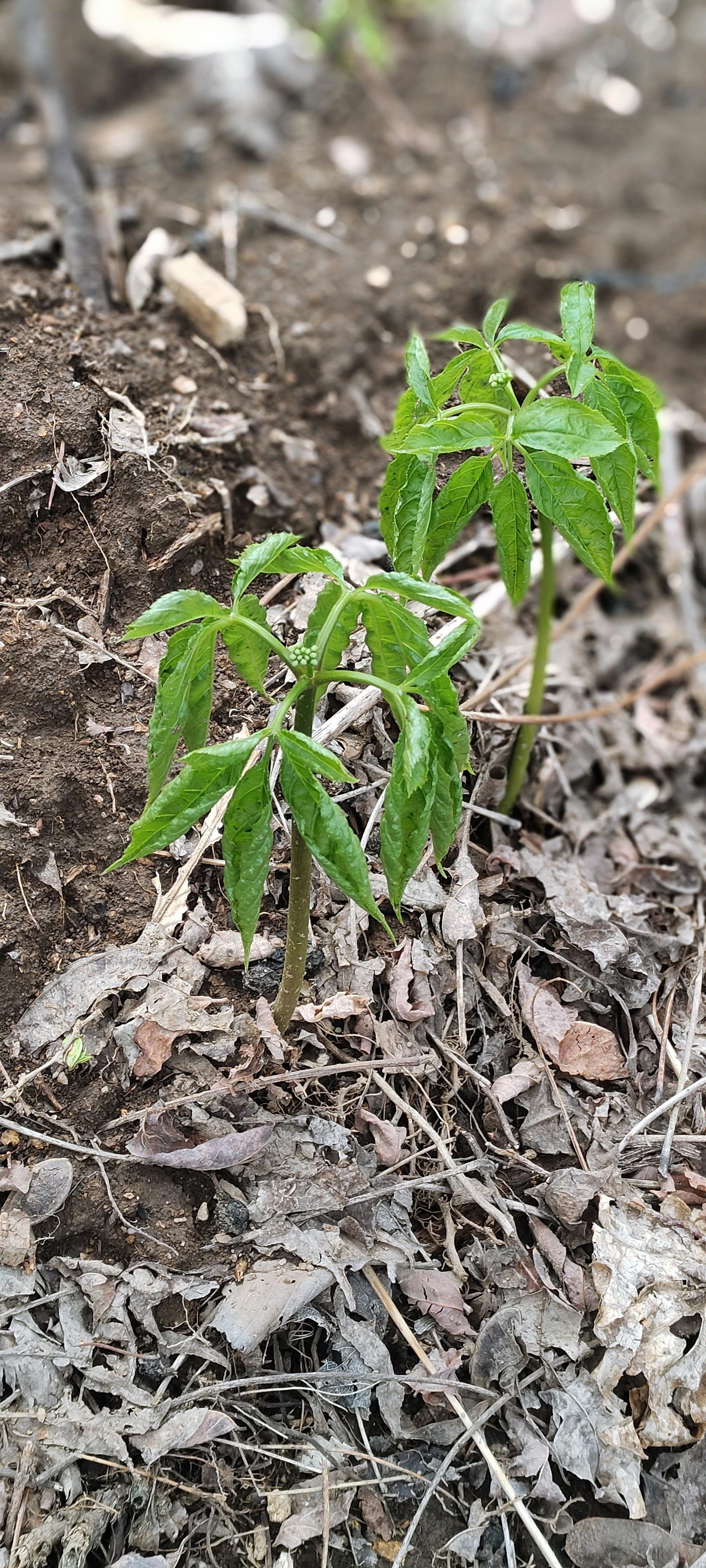 暖暖的笑 的想法: 发几株人参幼苗给大家看看,相信见到过的人不是很多