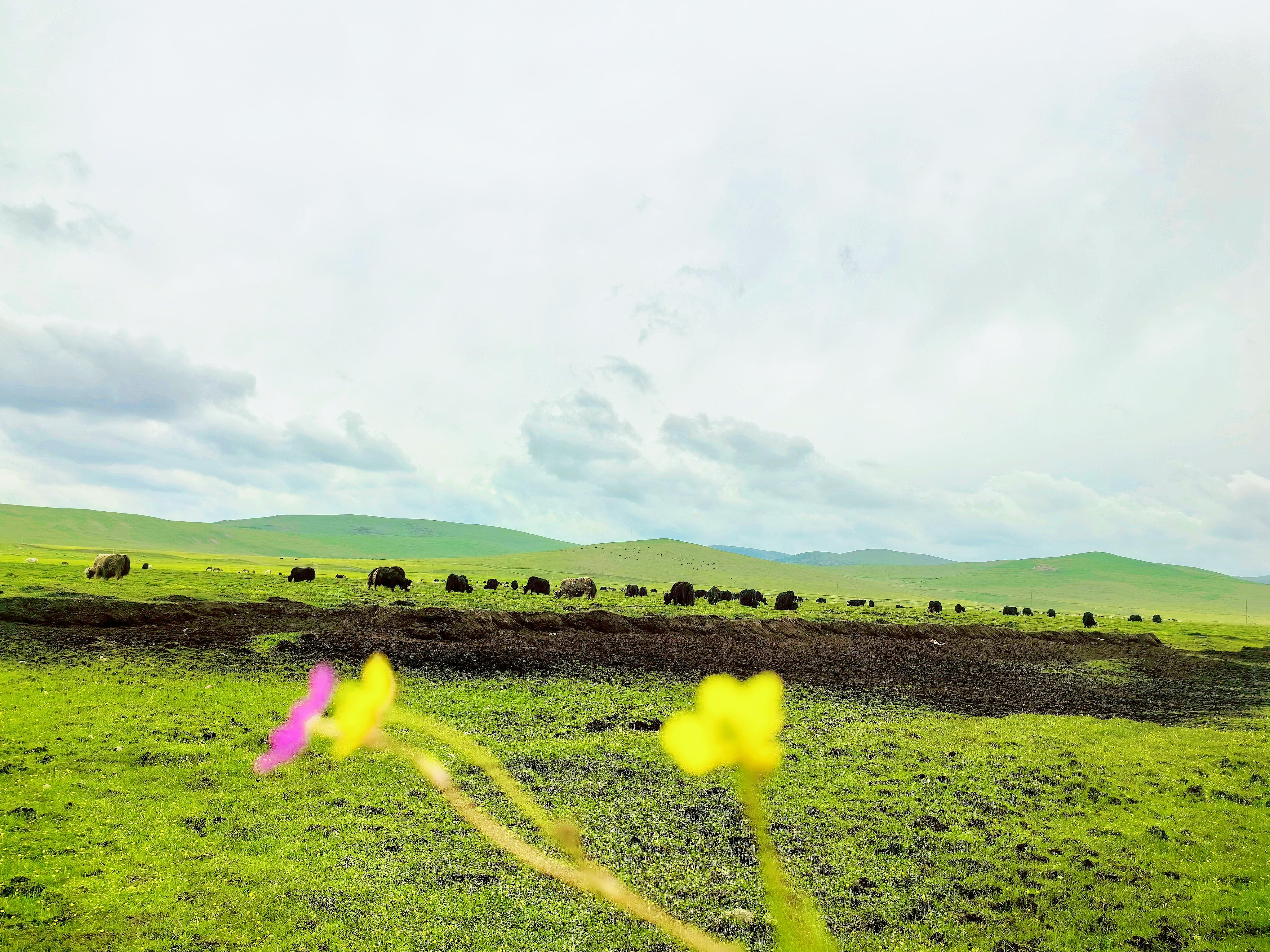 一路风景抵达狼渡草原狼渡湿地草原位于甘肃省岷县闾井镇一路都是风景