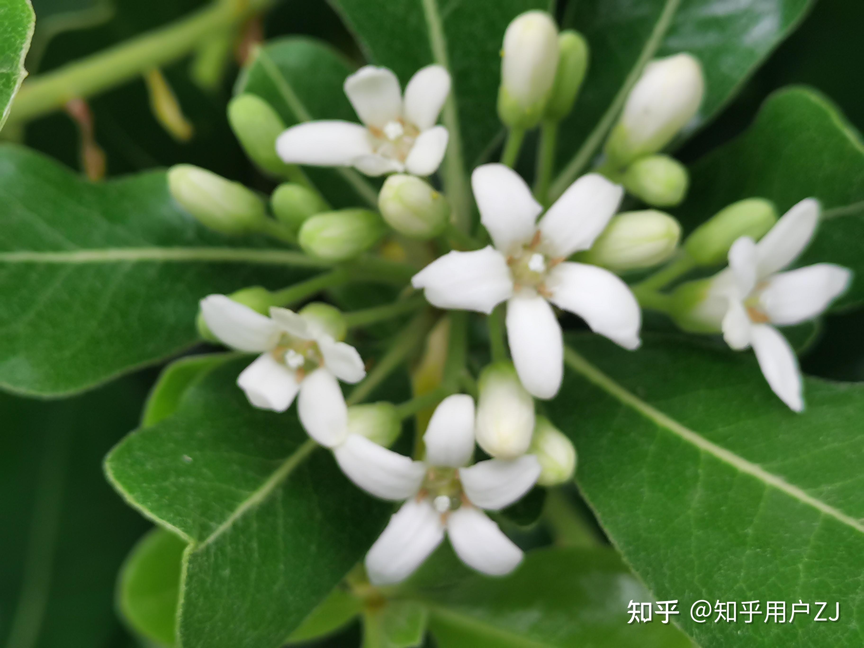 知乎用户zj - 知乎