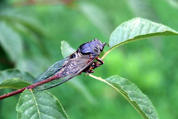 沈嘉和 的想法: 这种绿色的蝉和黑色的蝉区别是什么呢?