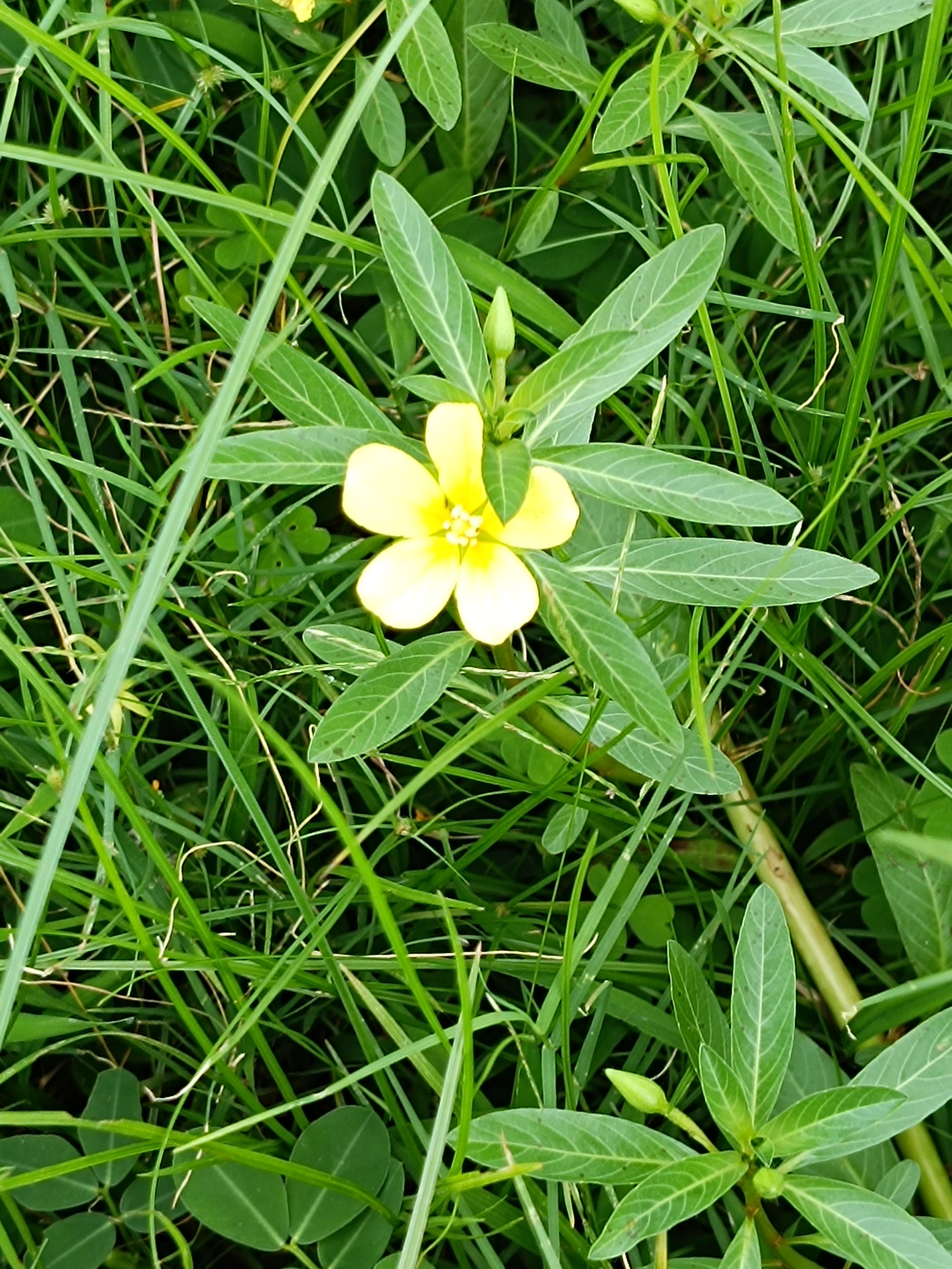 幸运语 的想法: 那一片青草地