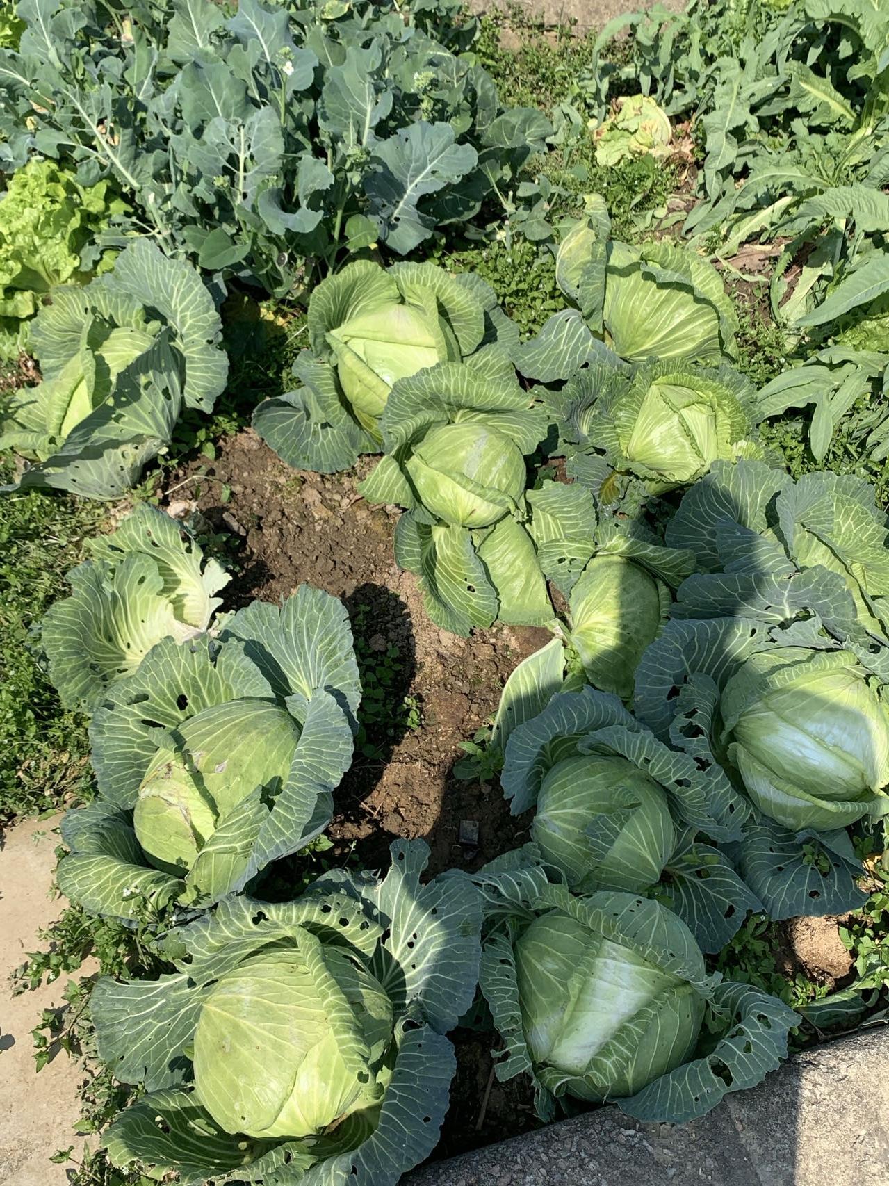 br镰刀轻舞留青翠br钯锄劲挥去杂荆br风雨潜藏菜花
