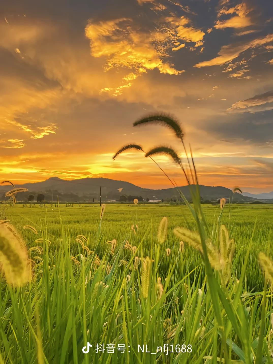 苏西的乌龙茶 的想法: 最美乡村,治愈系风景
