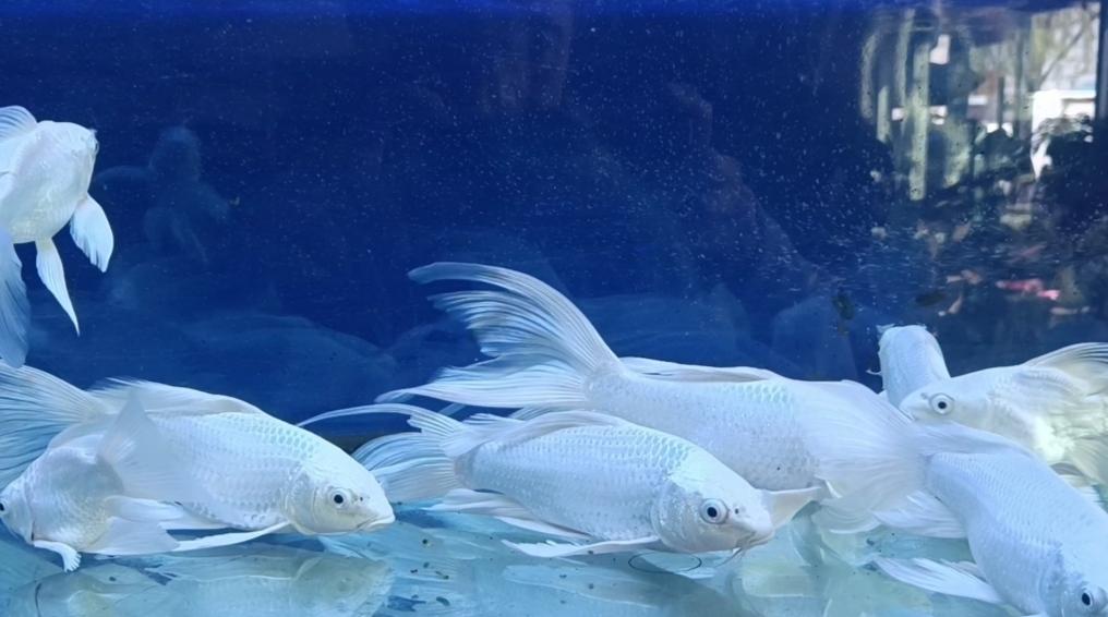 蝴蝶鲤适合中性水或者弱碱性水质,最好裸缸单独饲养,不要和其他鱼混养