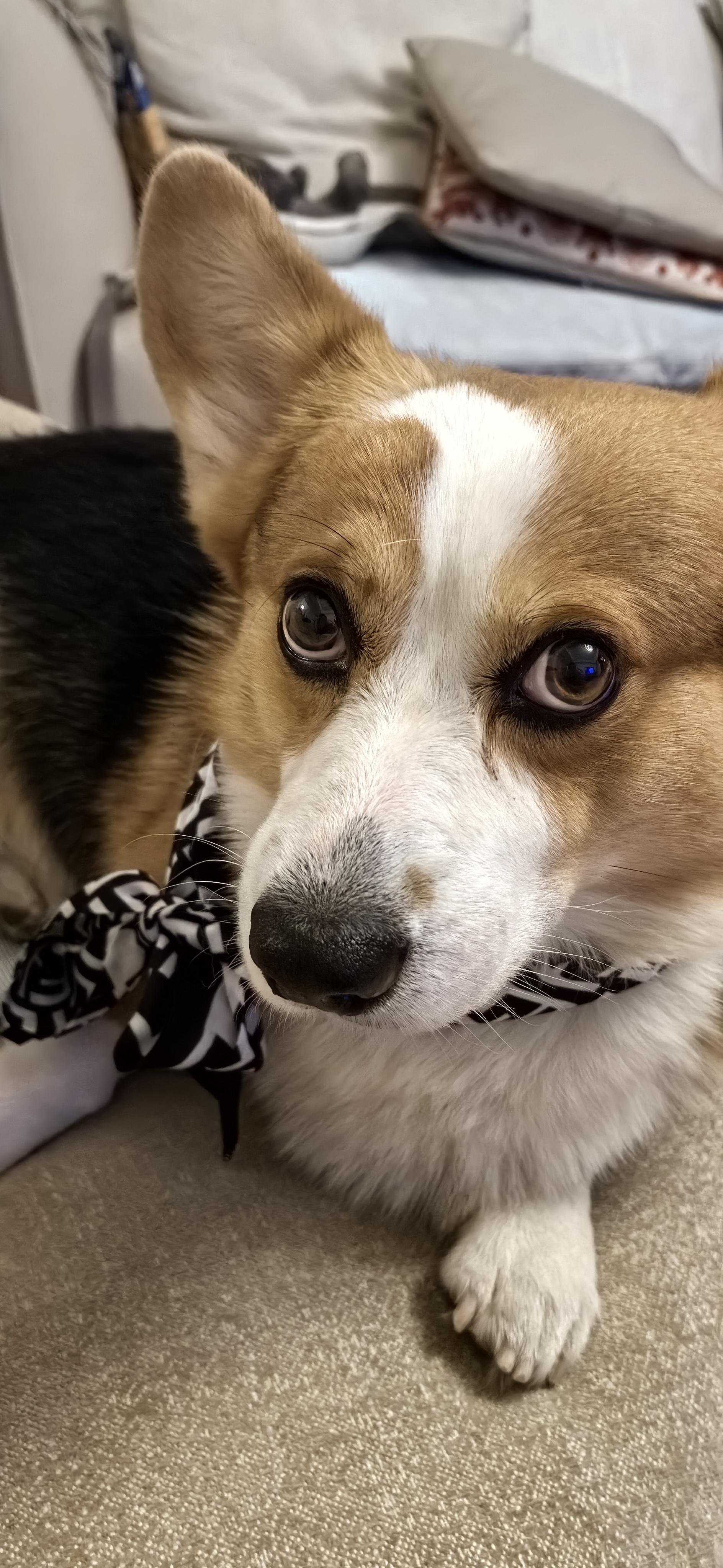 大眼睛,黑眼线.这颜值没谁了.如果它能自己赚狗粮那就更好了