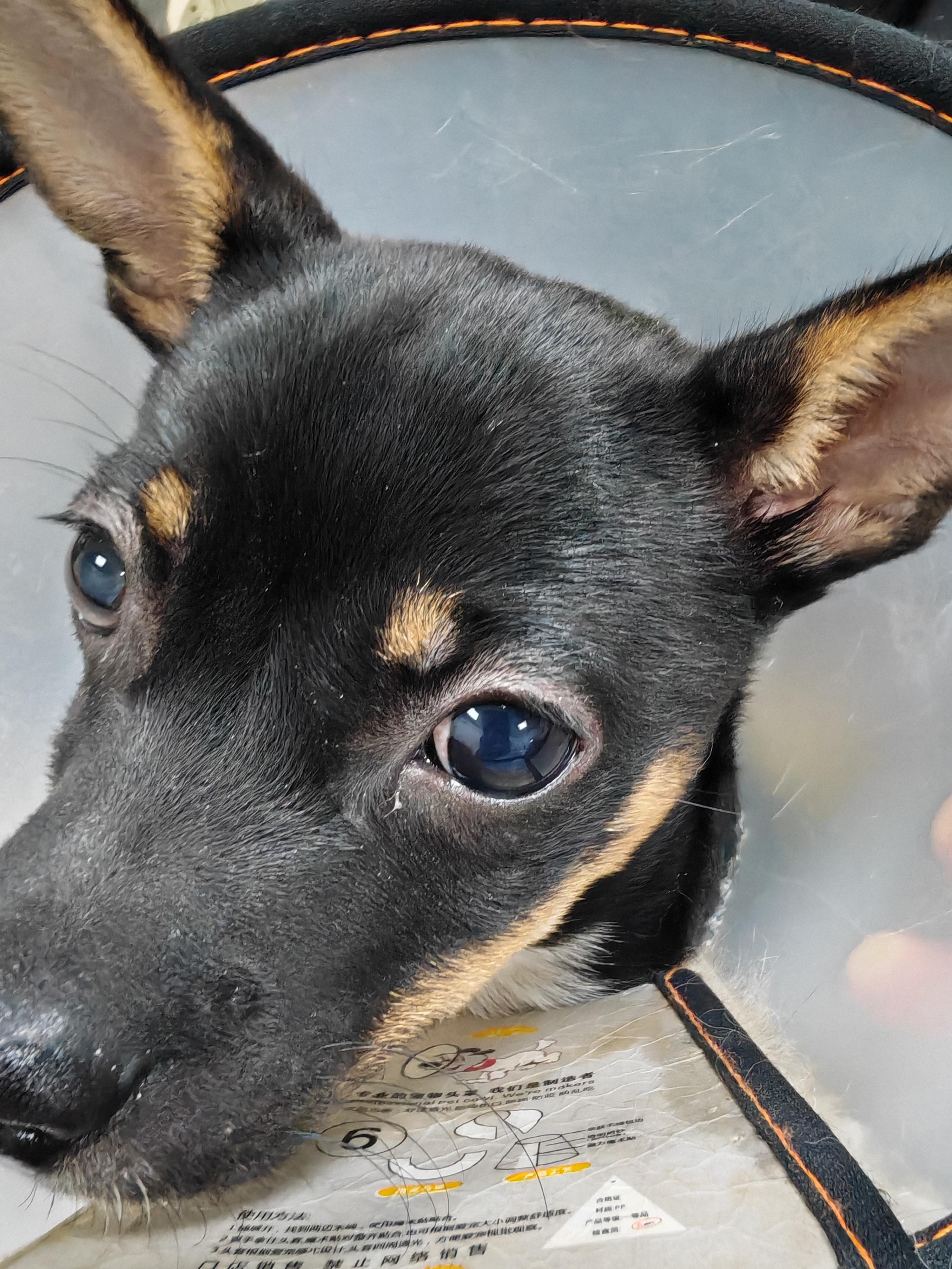 犬传染性肝炎俗称蓝眼病这是一种由犬腺病毒引起的急性败血性传染病