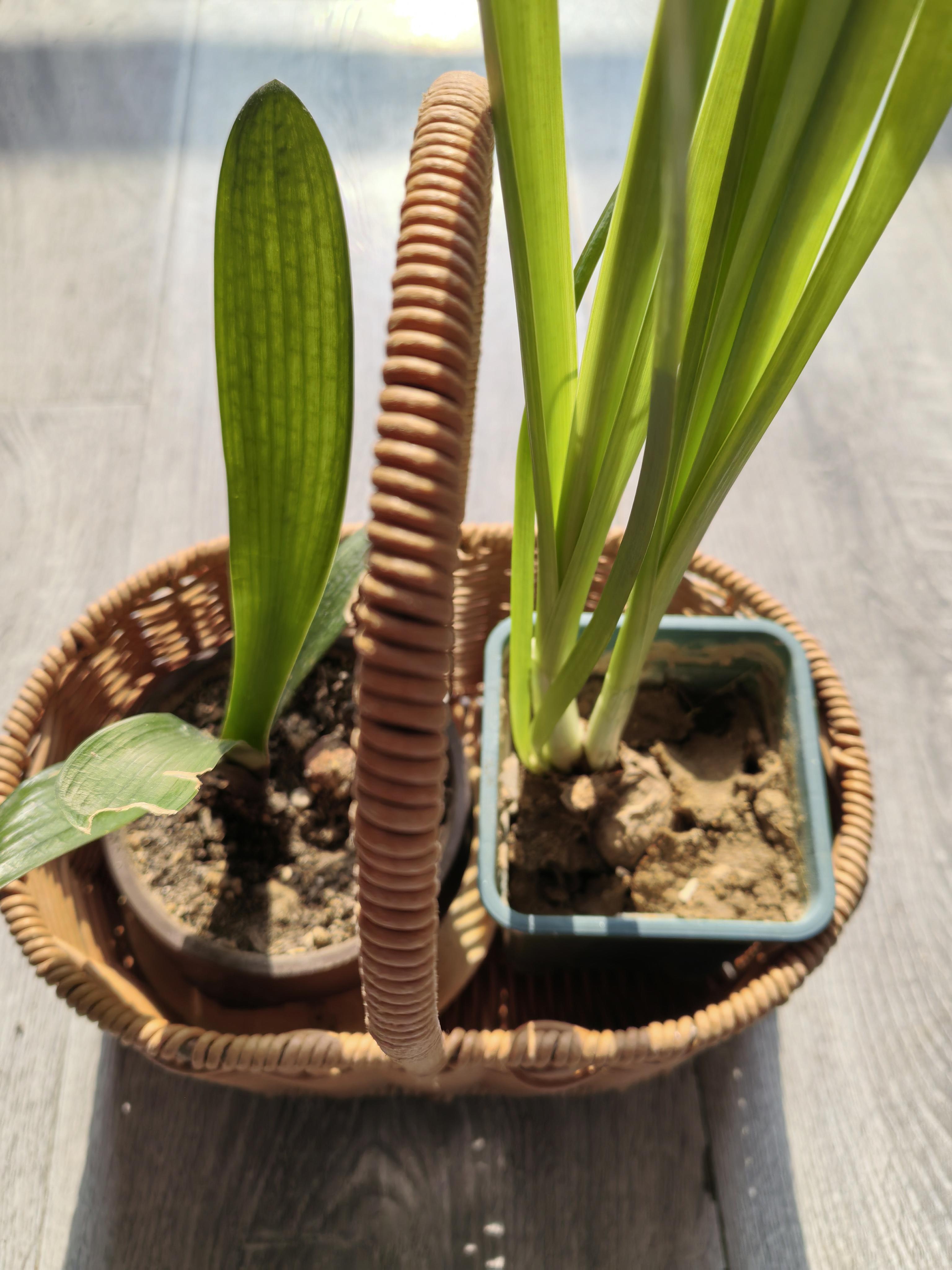 上善若水 的想法: 冬去盼春来