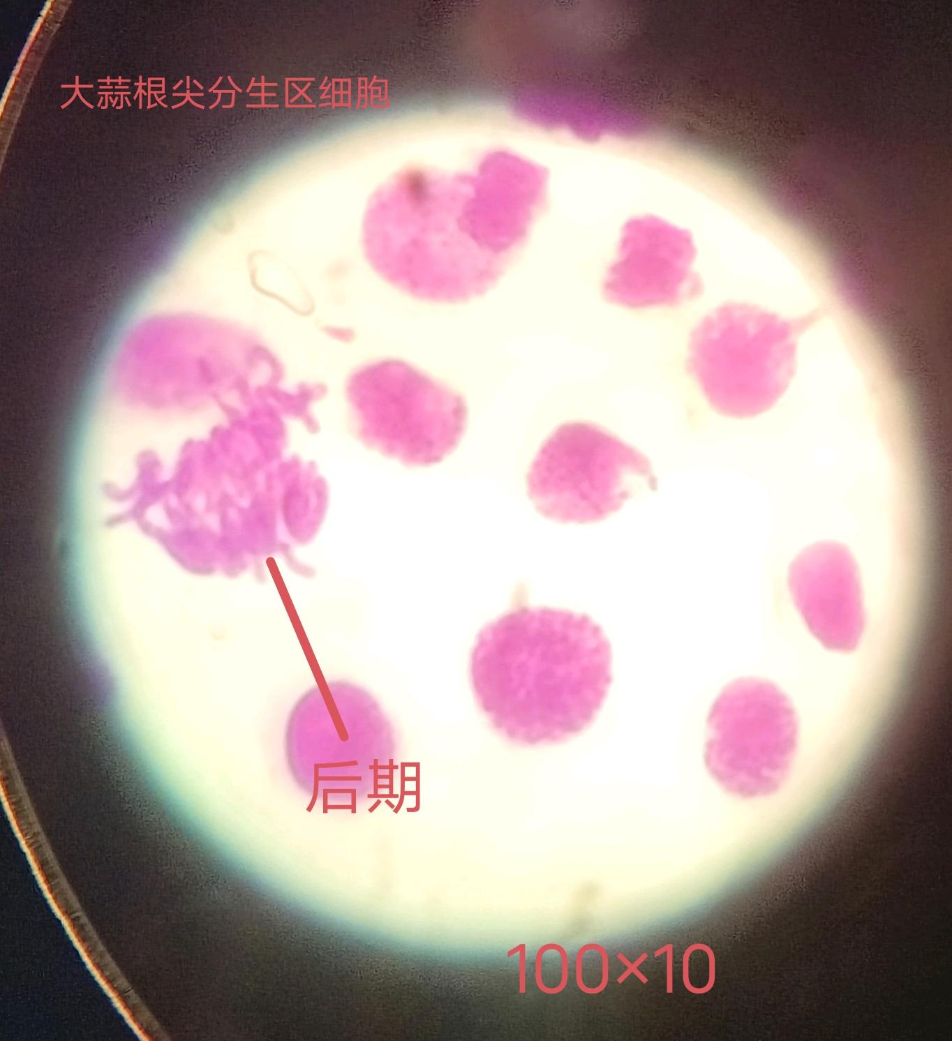 又见无边落 的想法: 有丝分裂