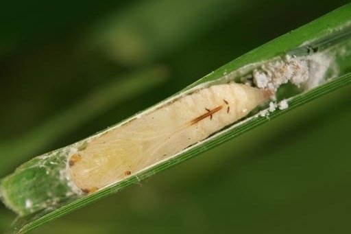 锴姥爷 的想法: 你知道水稻三化螟预测与防控措施吗?