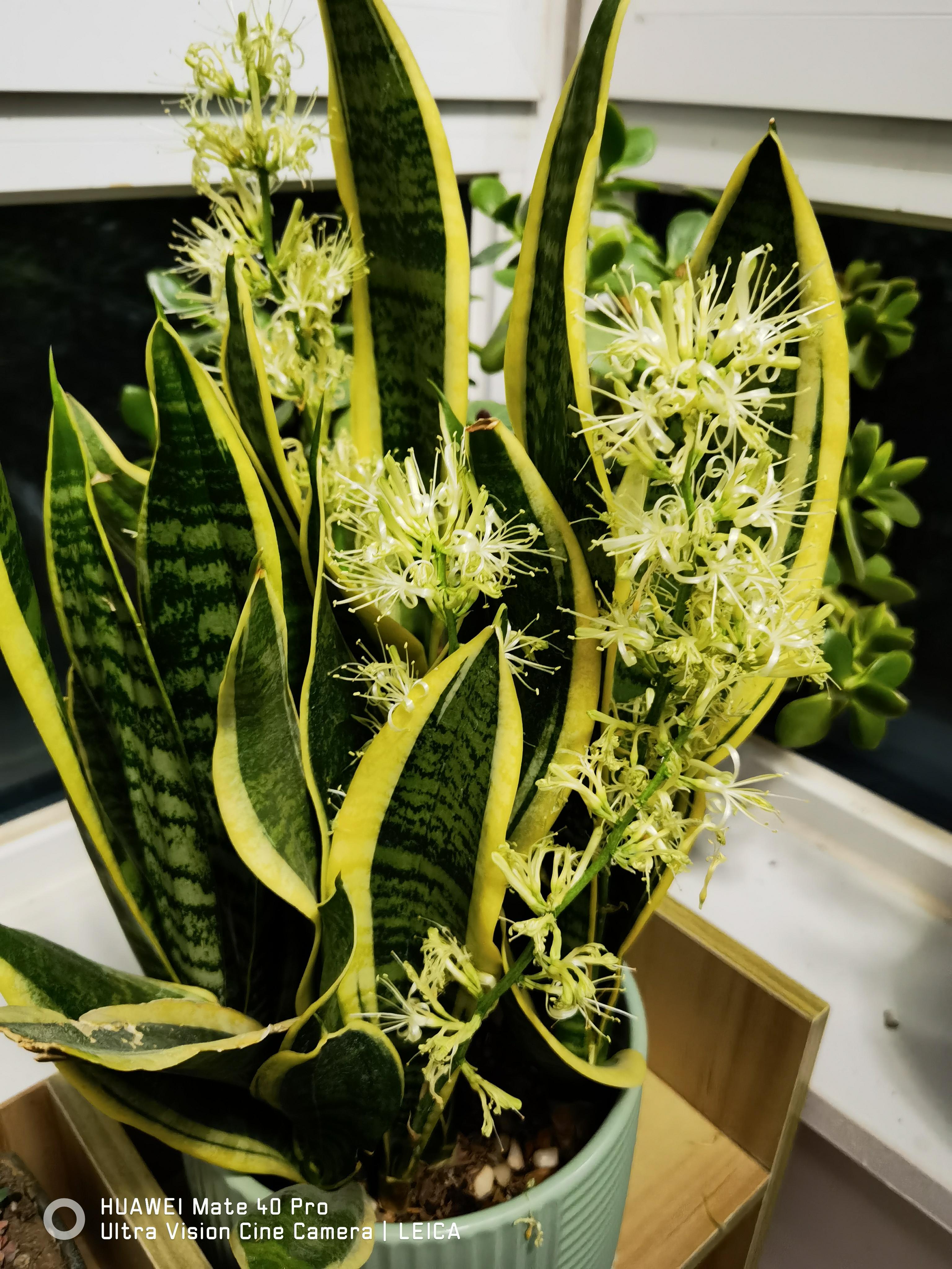 不知道虎皮兰开花代表啥#我