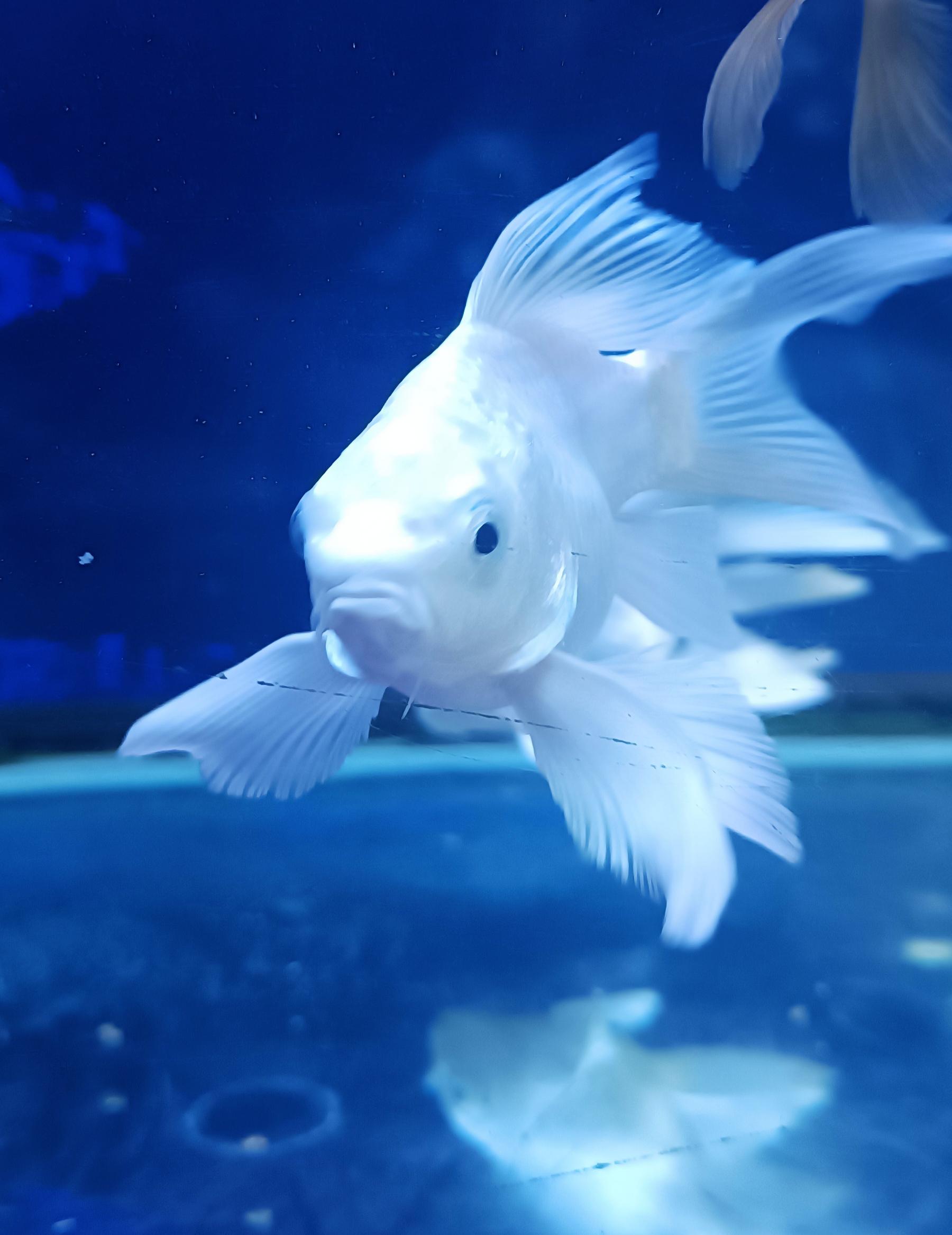 蝴蝶鲤适合中性水或者弱碱性水质,最好裸缸单独饲养,不要和其他鱼混养