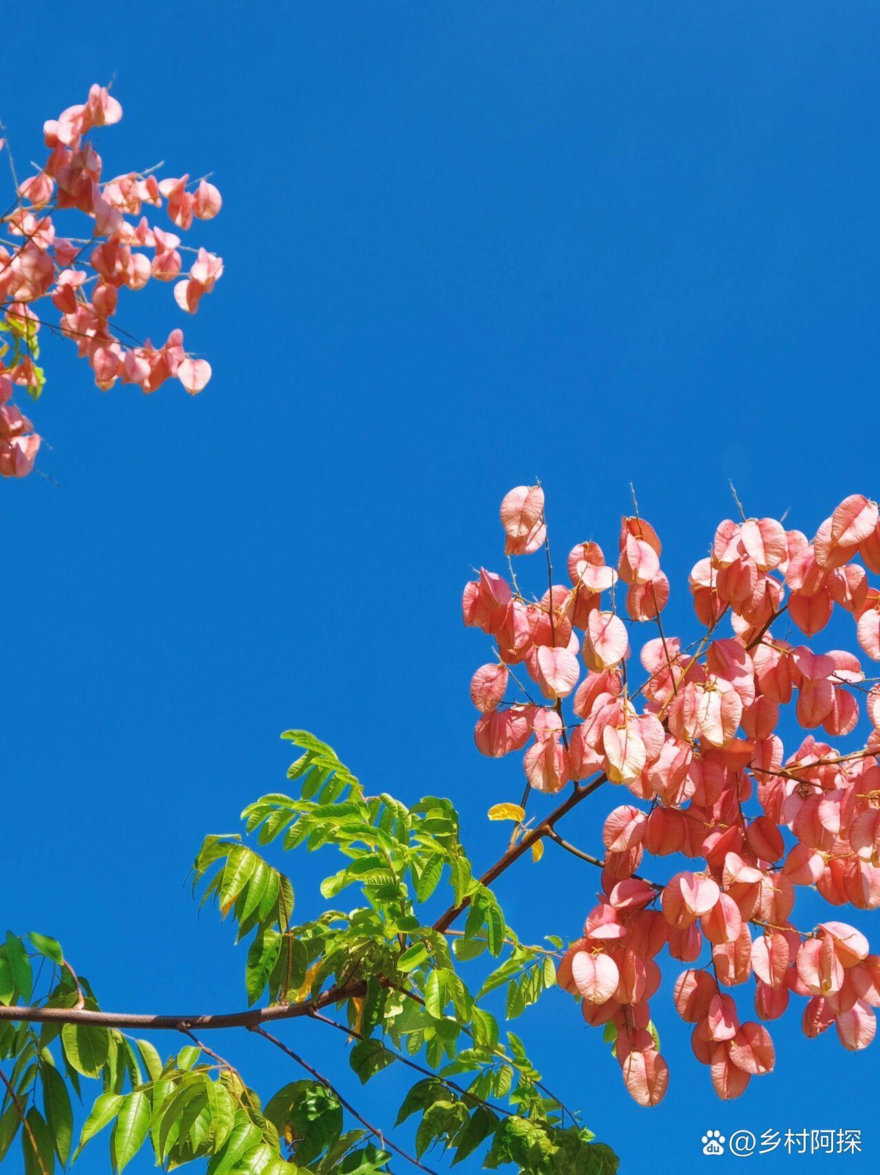 猫猫城 的想法: 复羽叶栾树 | 这是复羽叶栾树,又叫摇钱树,灯笼树.