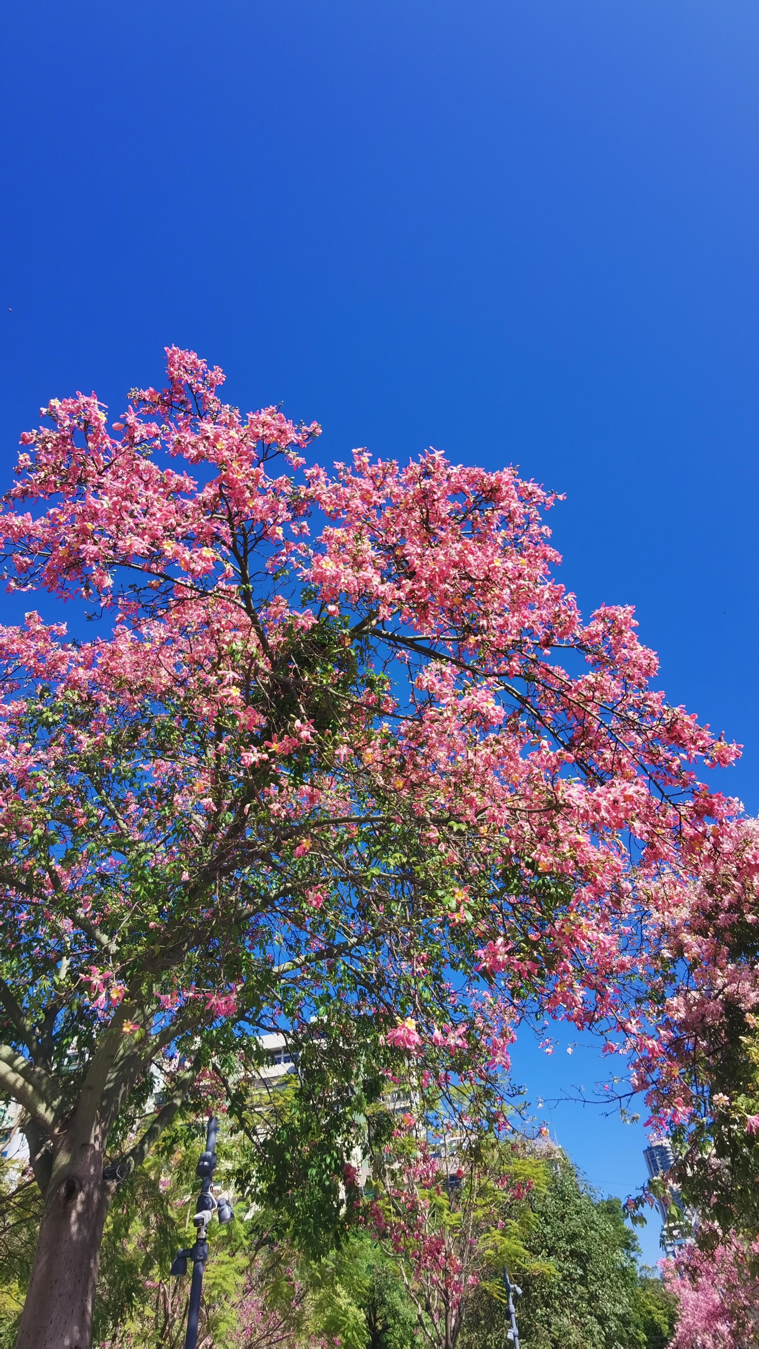 满城皆是粉粉粉,11月的广州,是最美的季节,异木棉豢开