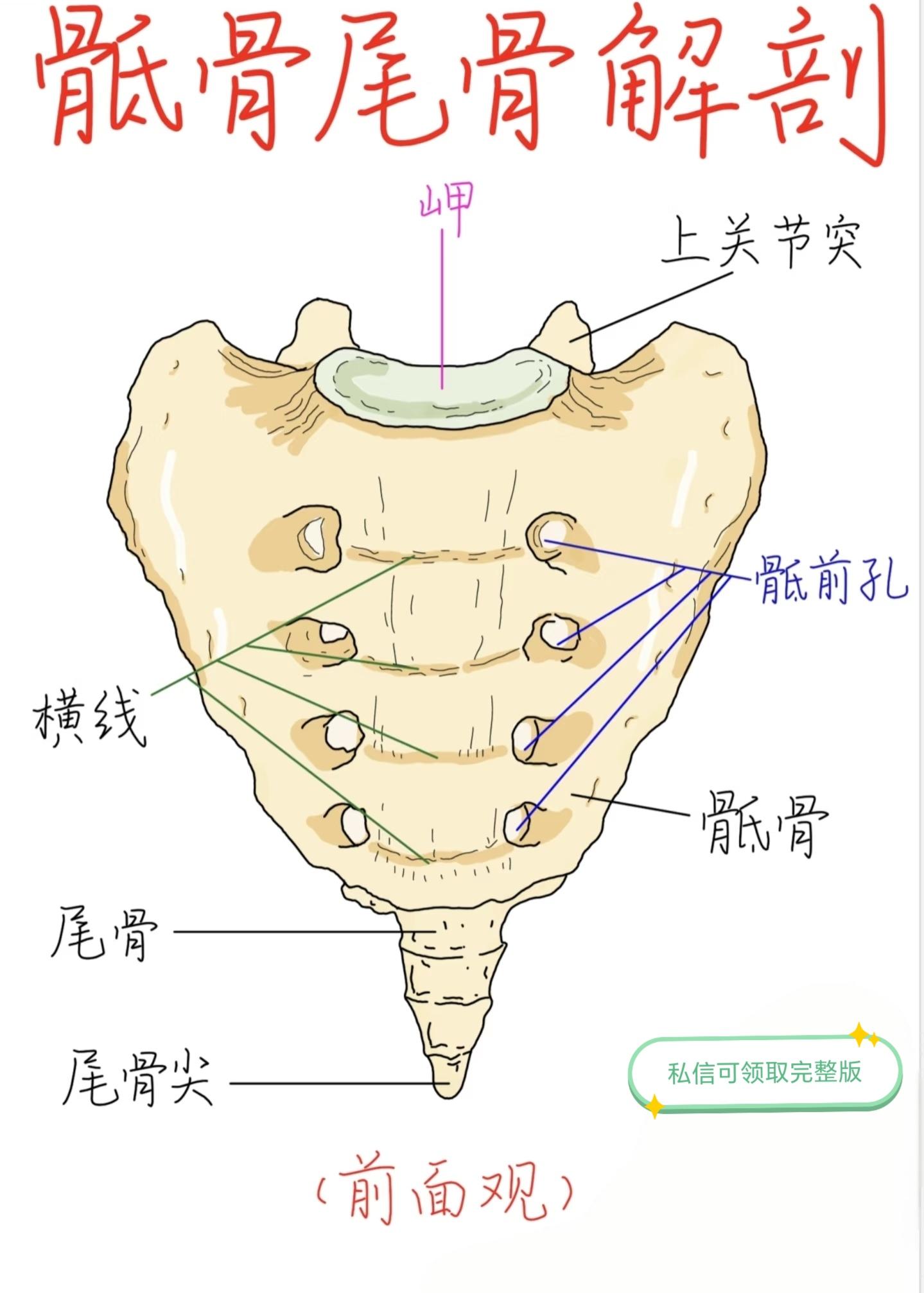 卫生资格考试傲娇 的想法: 骶骨尾骨解剖