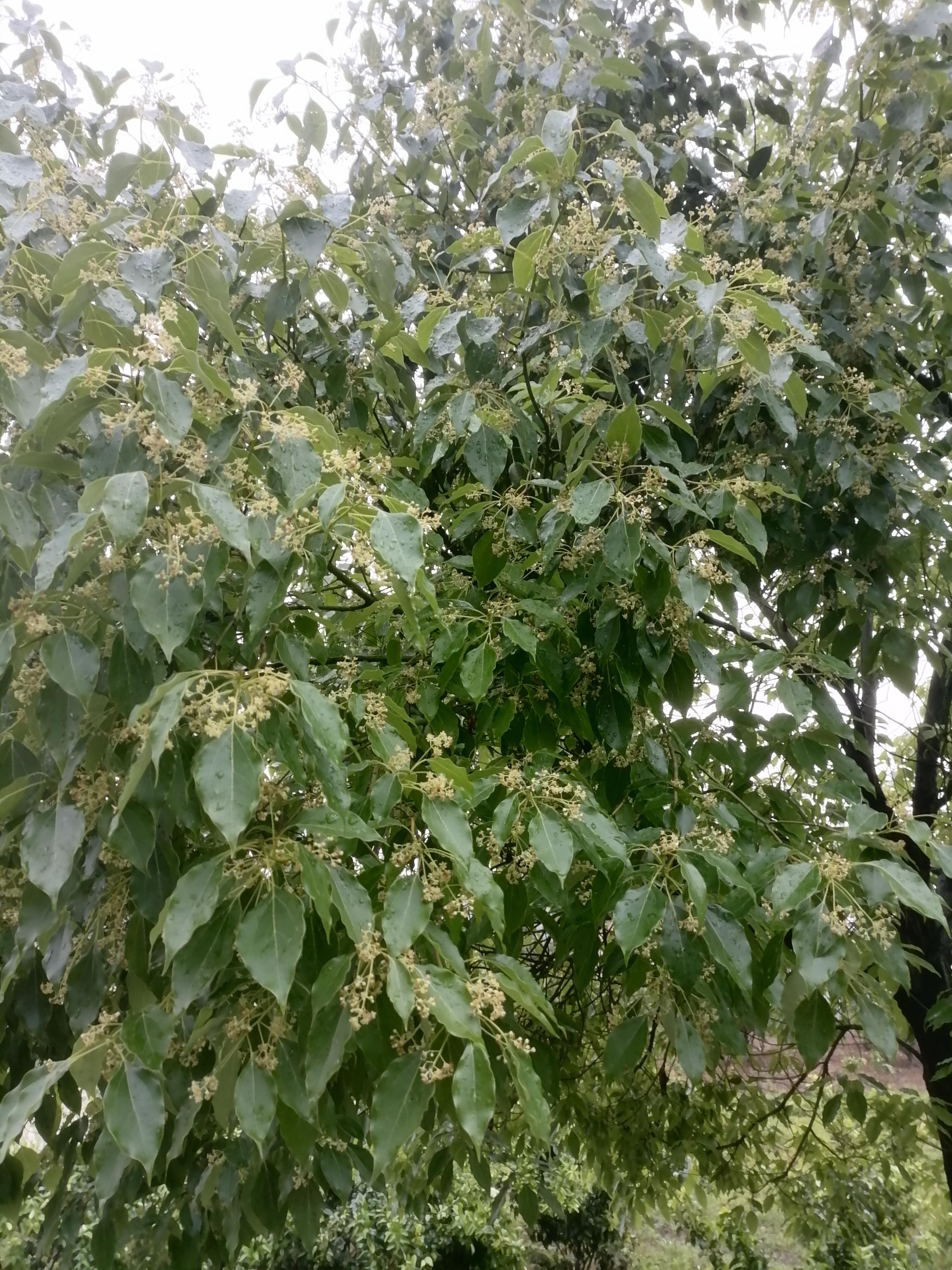 樟树开了花,说不出什么味,但还挺好闻的