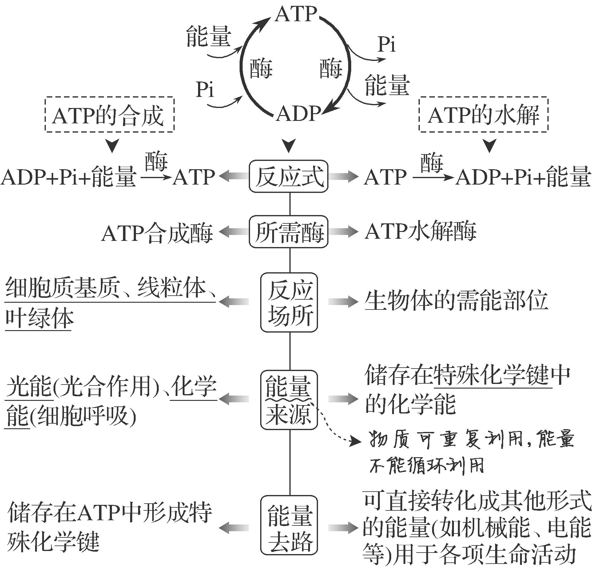 高中生物 的想法: atp的结构,功能和利用