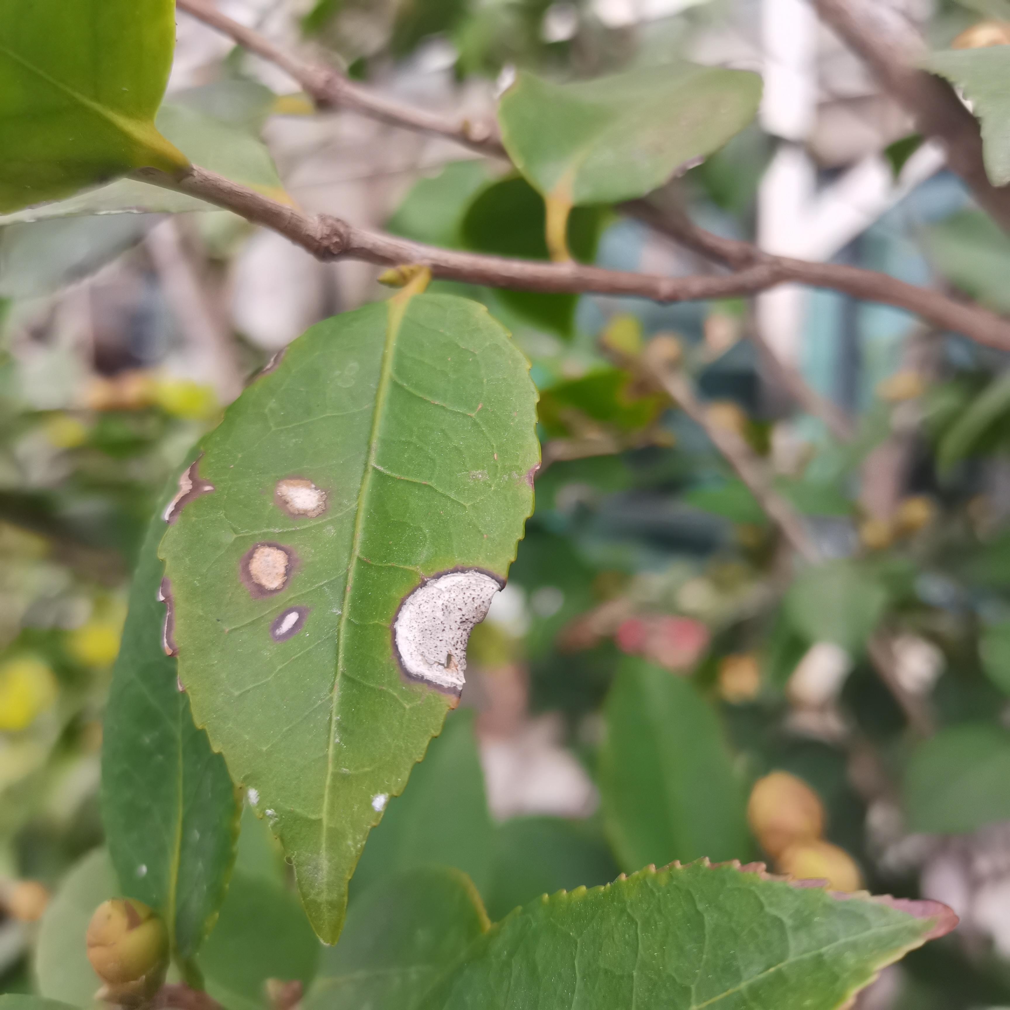 黑兔姐 的想法  各位大拿帮我看看我的茶花是得了什么病?