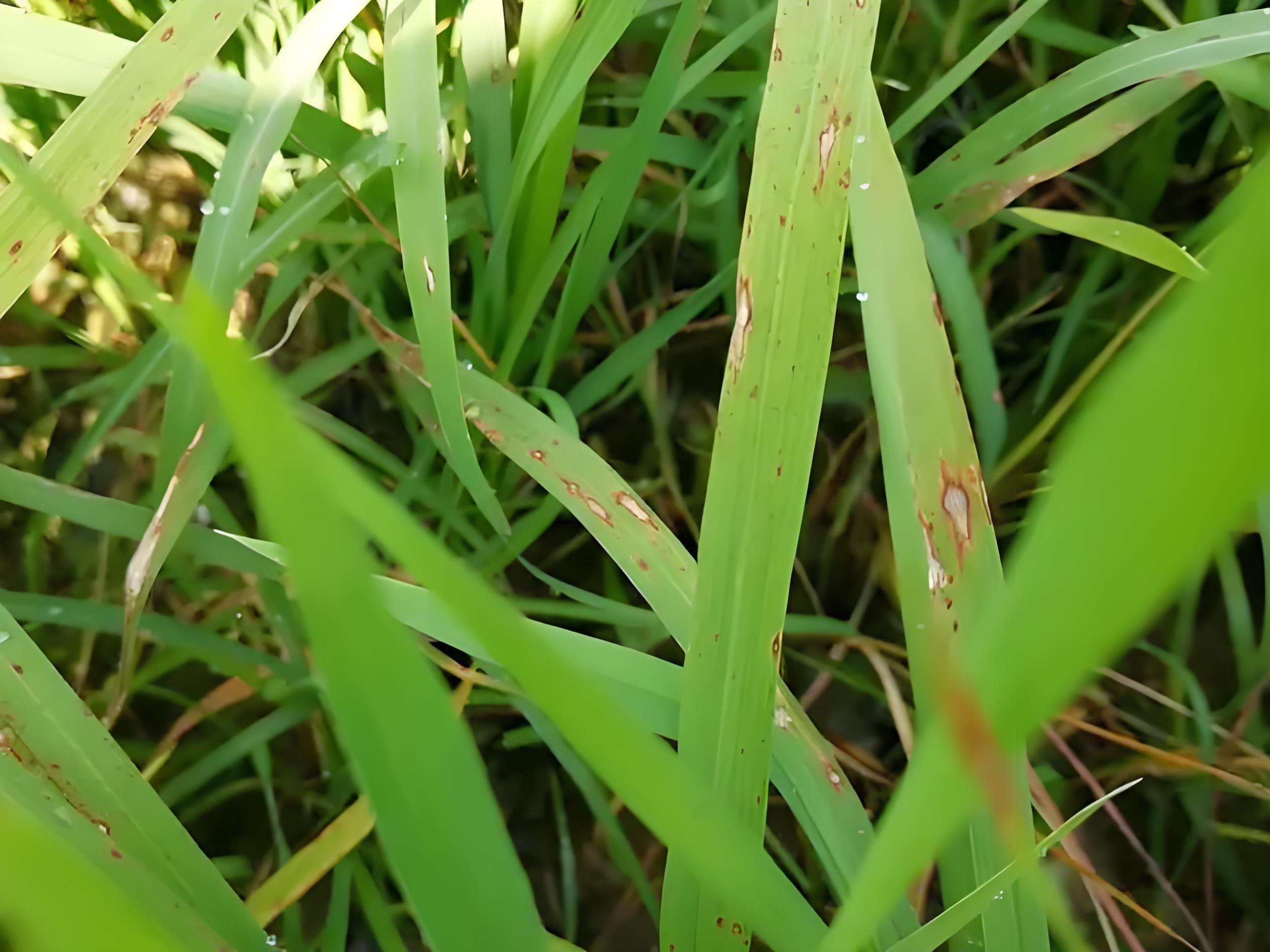 锴姥爷 的想法: 你知道稻瘟病发生规律吗
