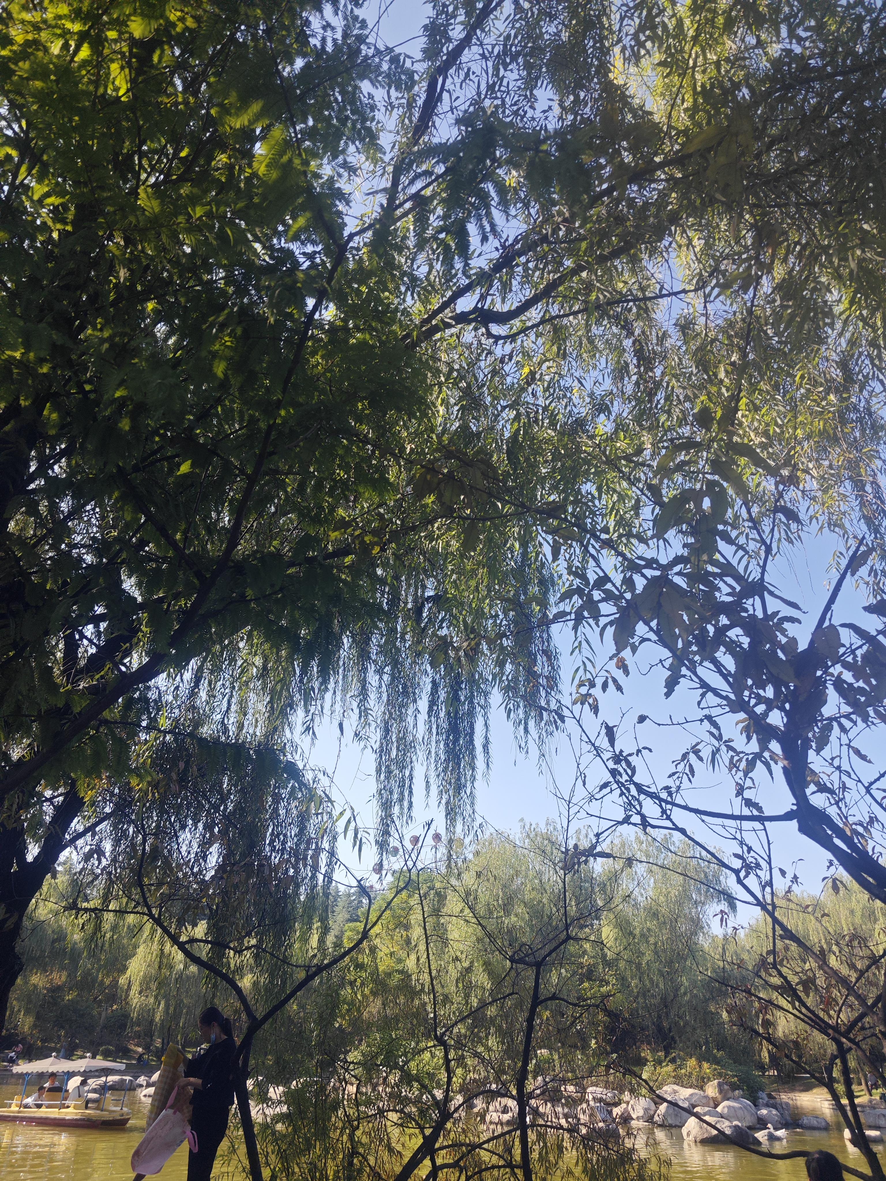 柚子 的想法: 清凉山森林公园 | 周末无事,去清凉山公园转了转,未带