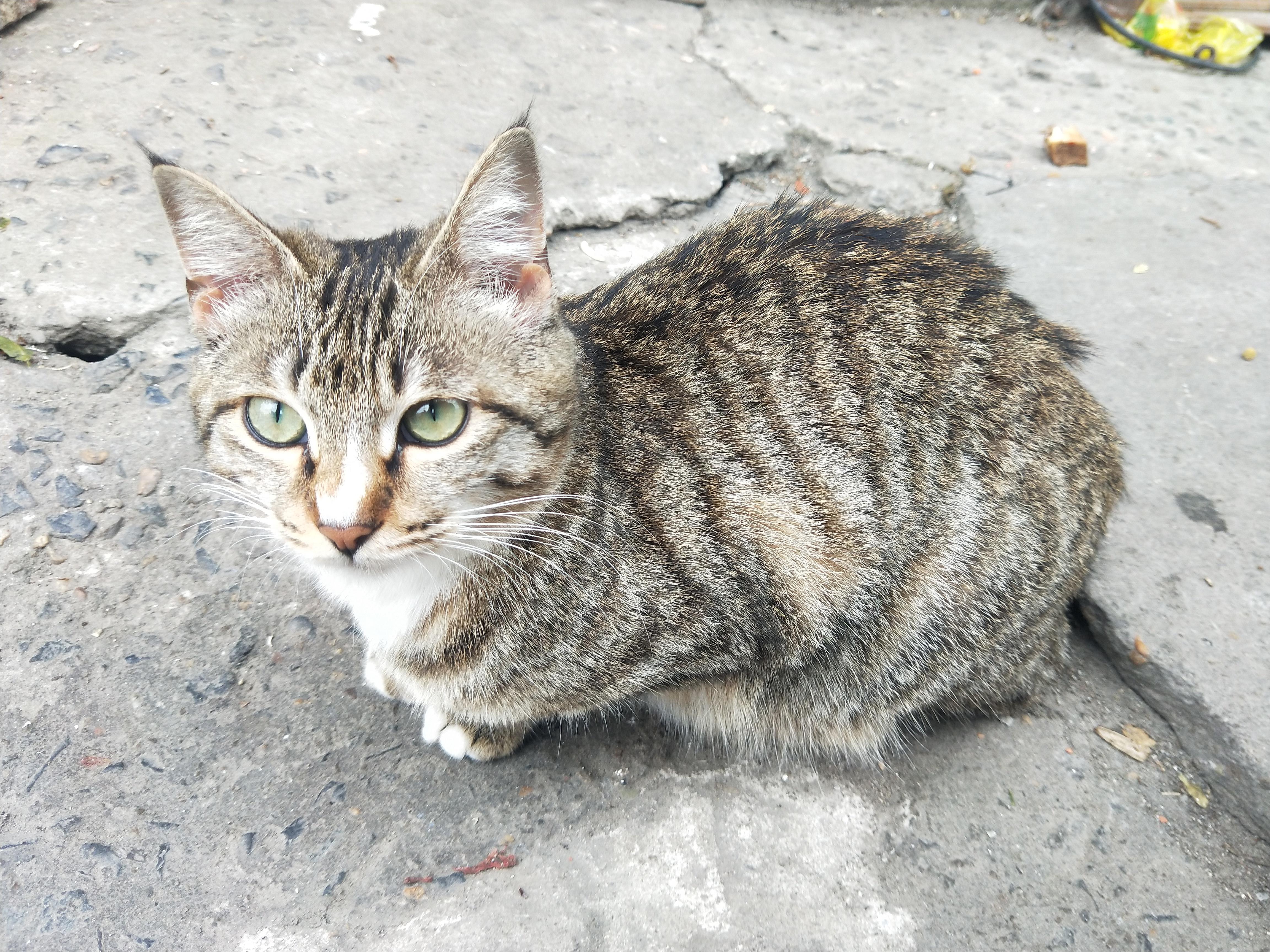 整理相册丨发现疫情当年拍的小猫