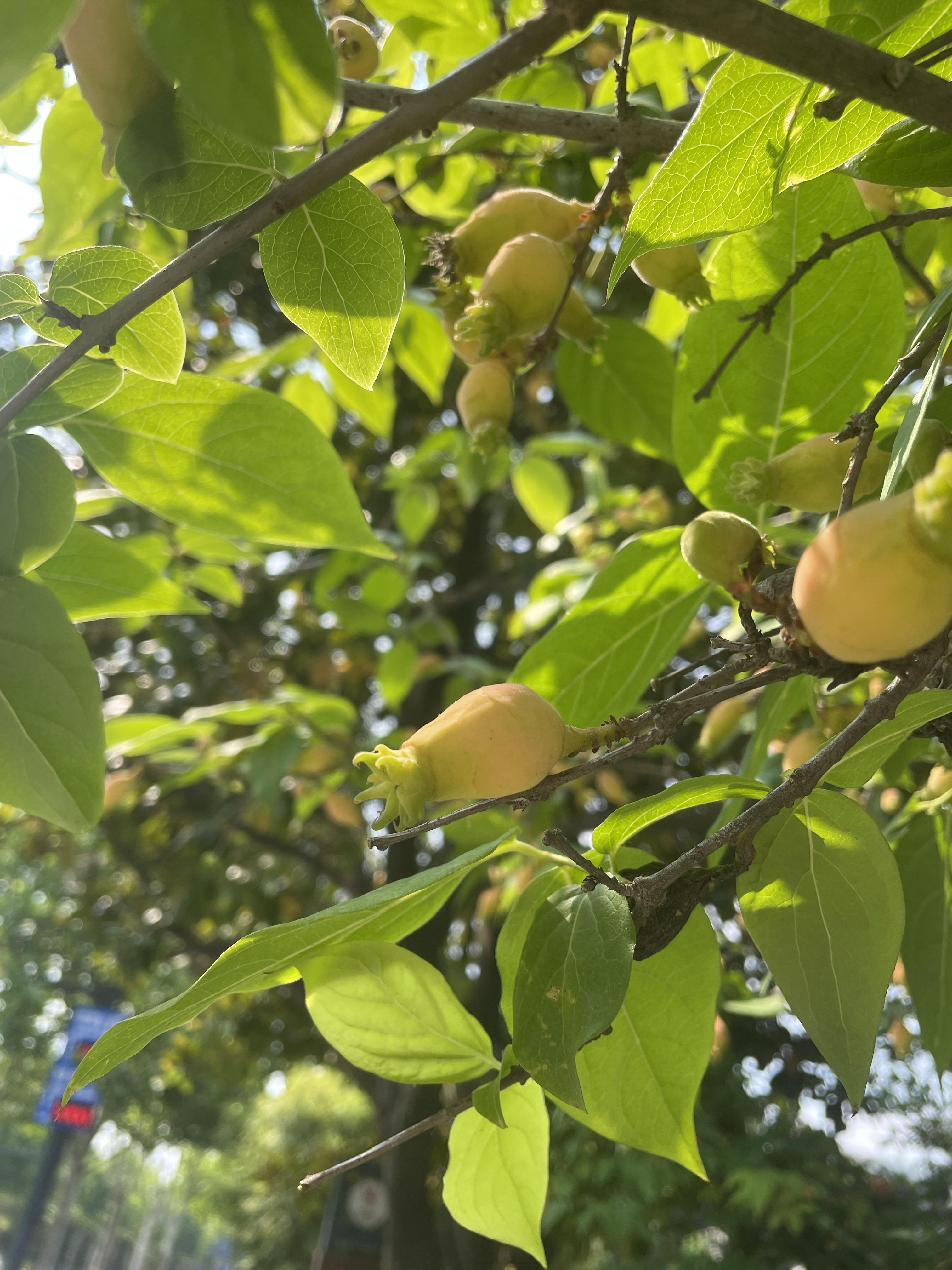 范丽 的想法: 腊梅结果