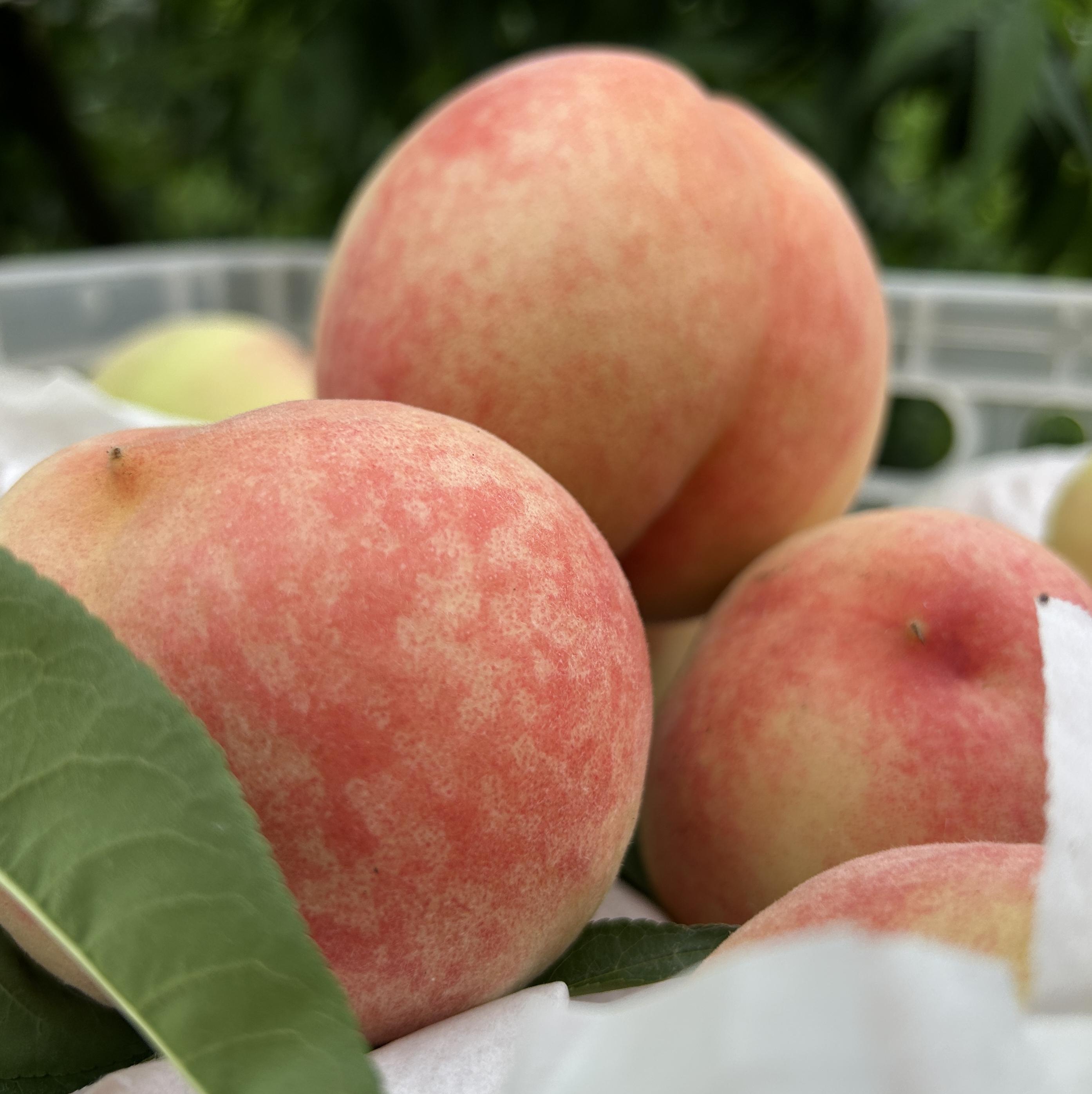 我真的好爱吃! br> br>99水蜜桃个