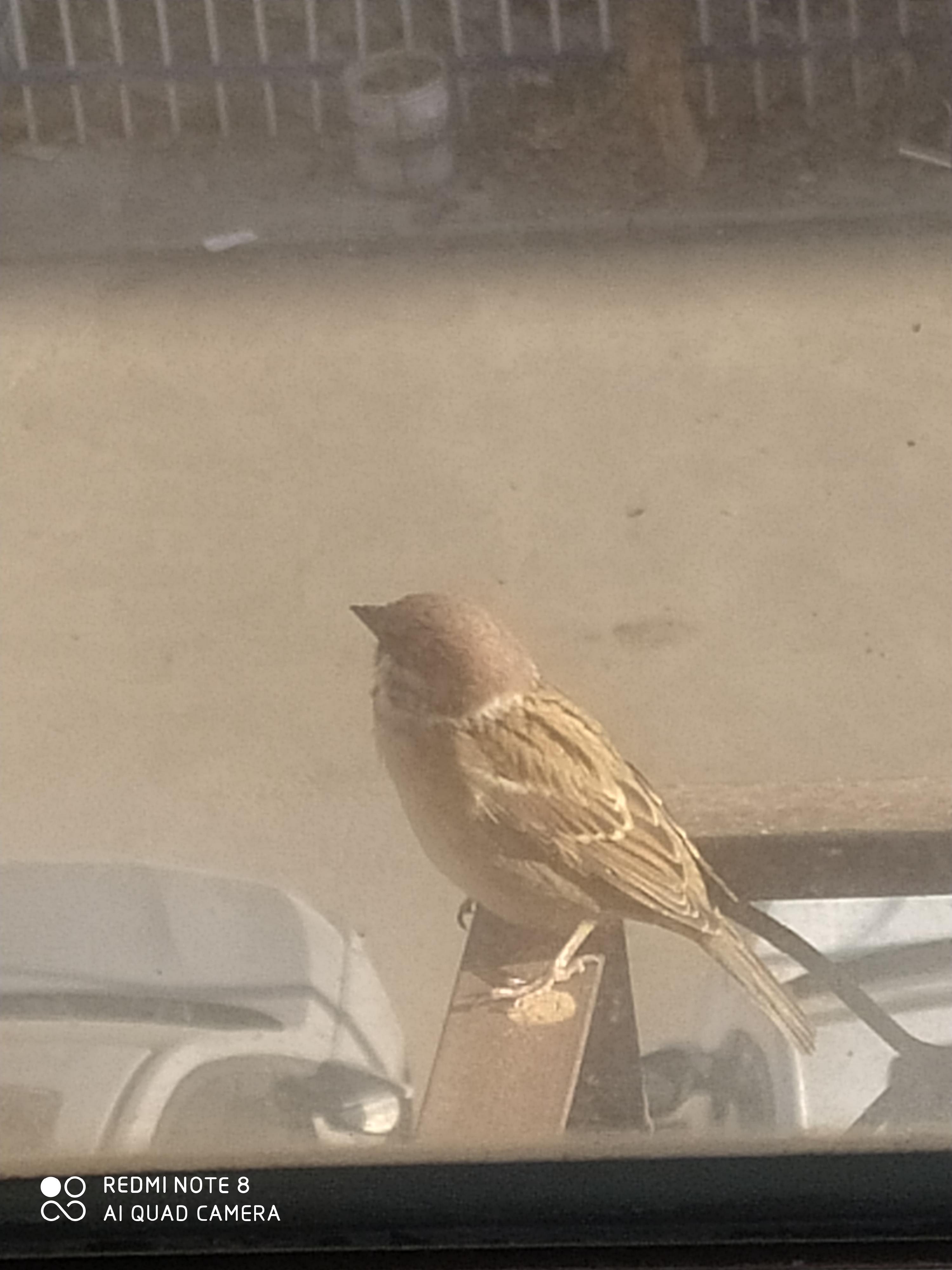 境由心起 的想法: 来吃米的麻雀 | 家里空调孔里每年都会住窝麻雀