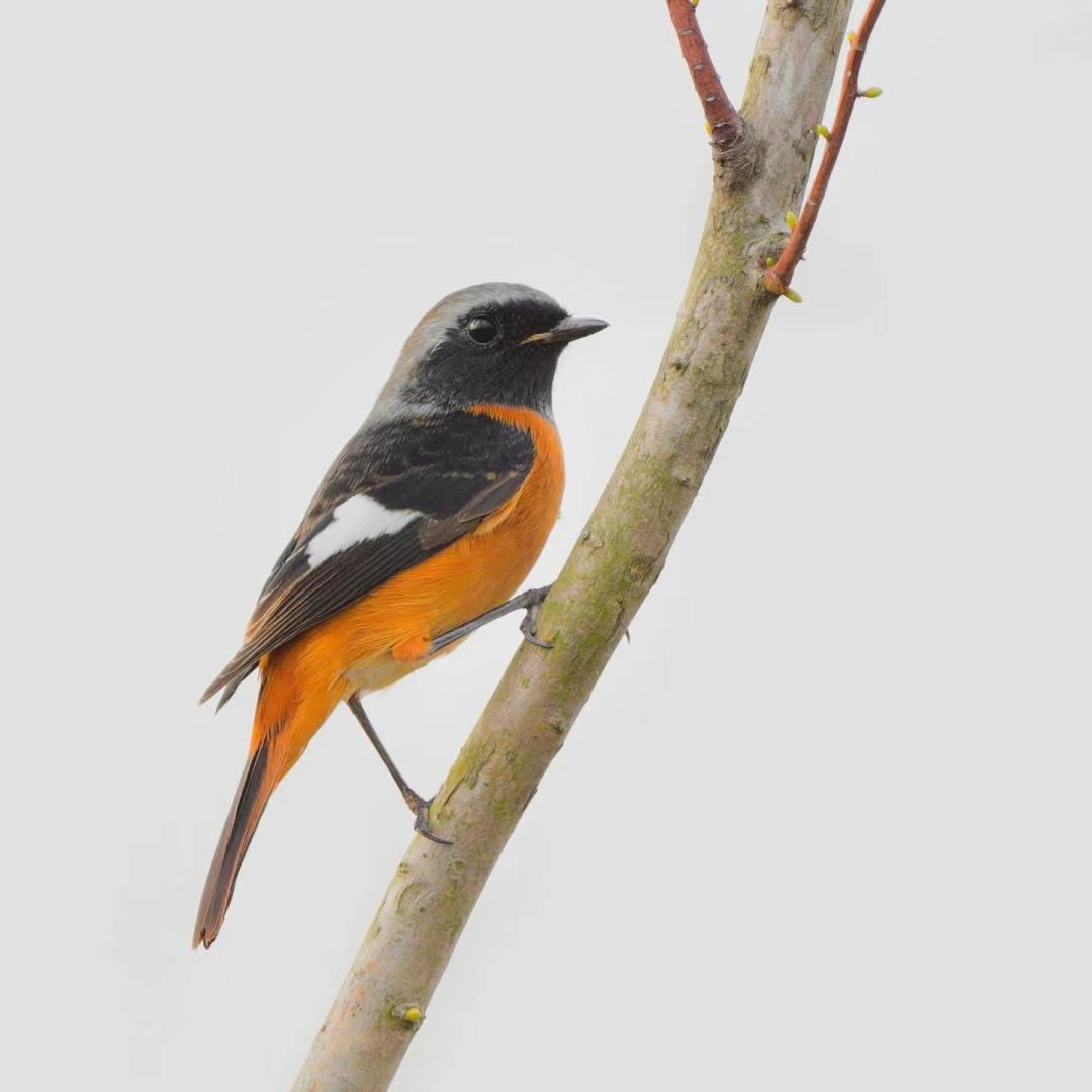 雄鸟头顶至直背石板灰色,下背和两翅黑色具明显的白色翅斑,腰,尾上