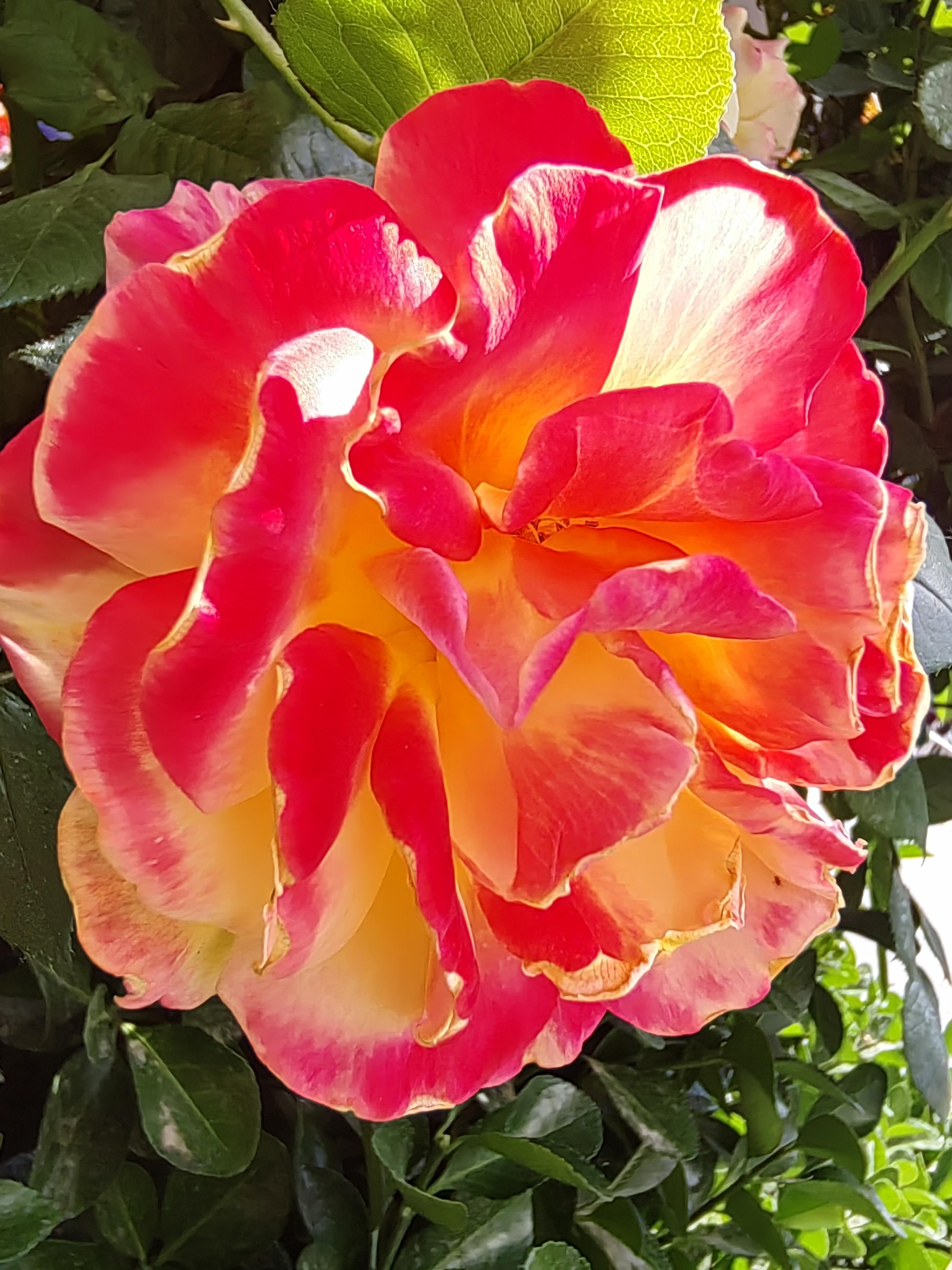 太阳风 的想法: 春风小话