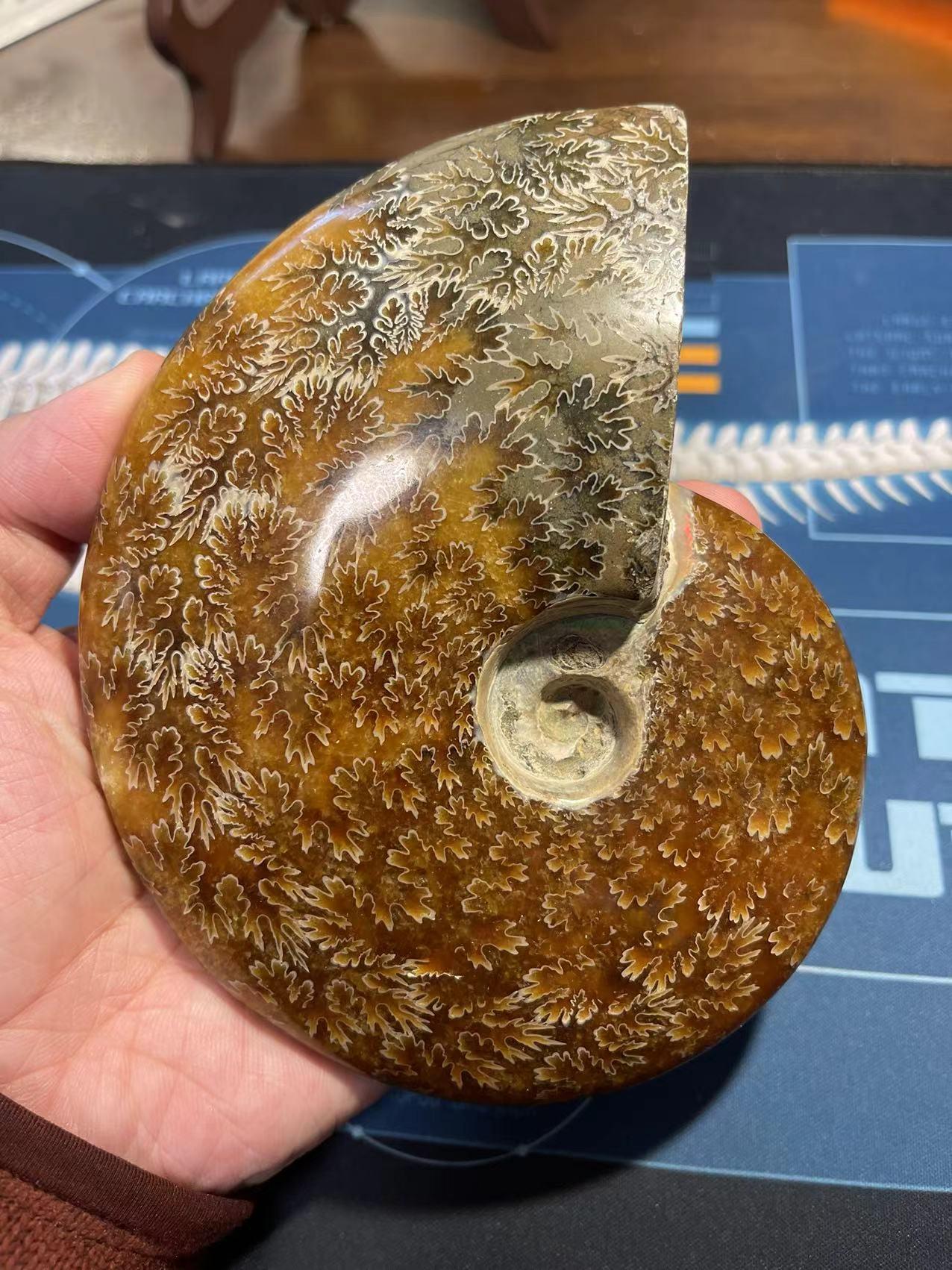 江泓 的想法 黄铁矿化的菊石化石br 这是来自于马达加斯加岛的风神