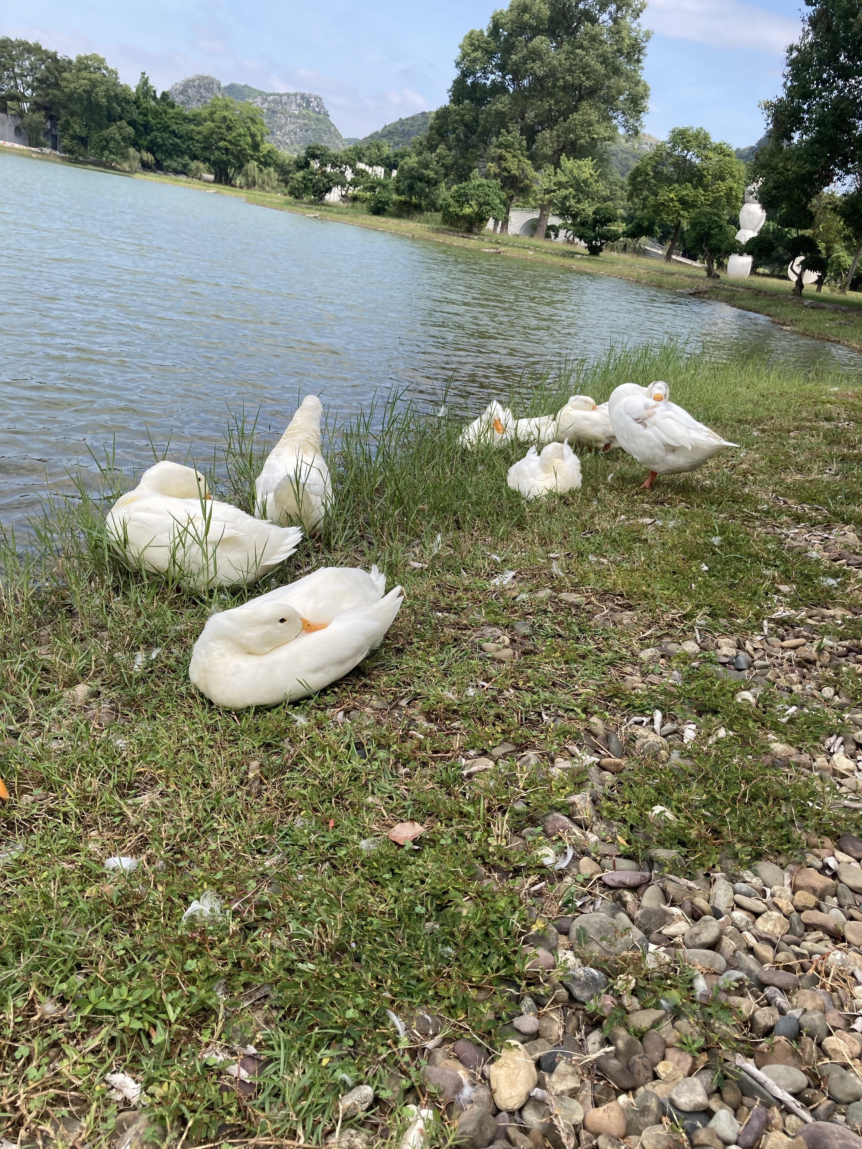 碧海蓝天 的想法: 鸭子睡觉 | 鸭子傍晚的时候躺在那睡觉